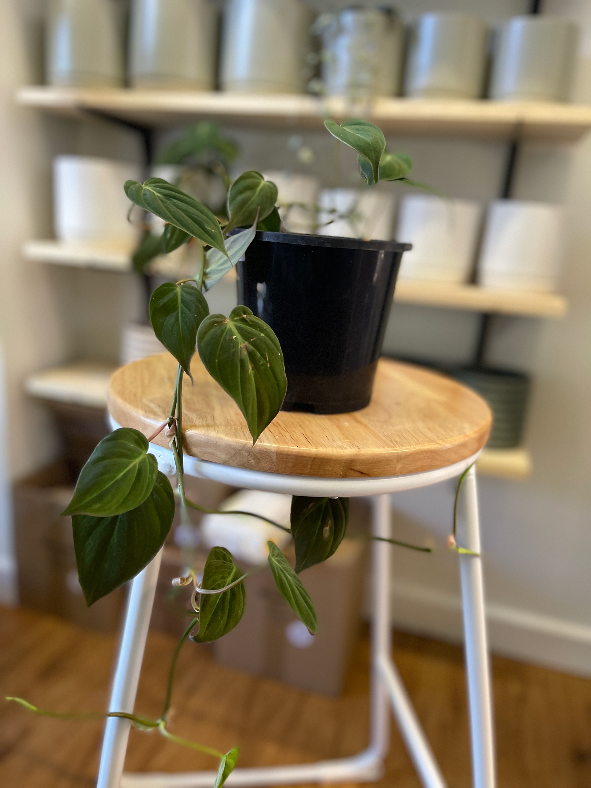 Philodendron hederaceum - Micans $40