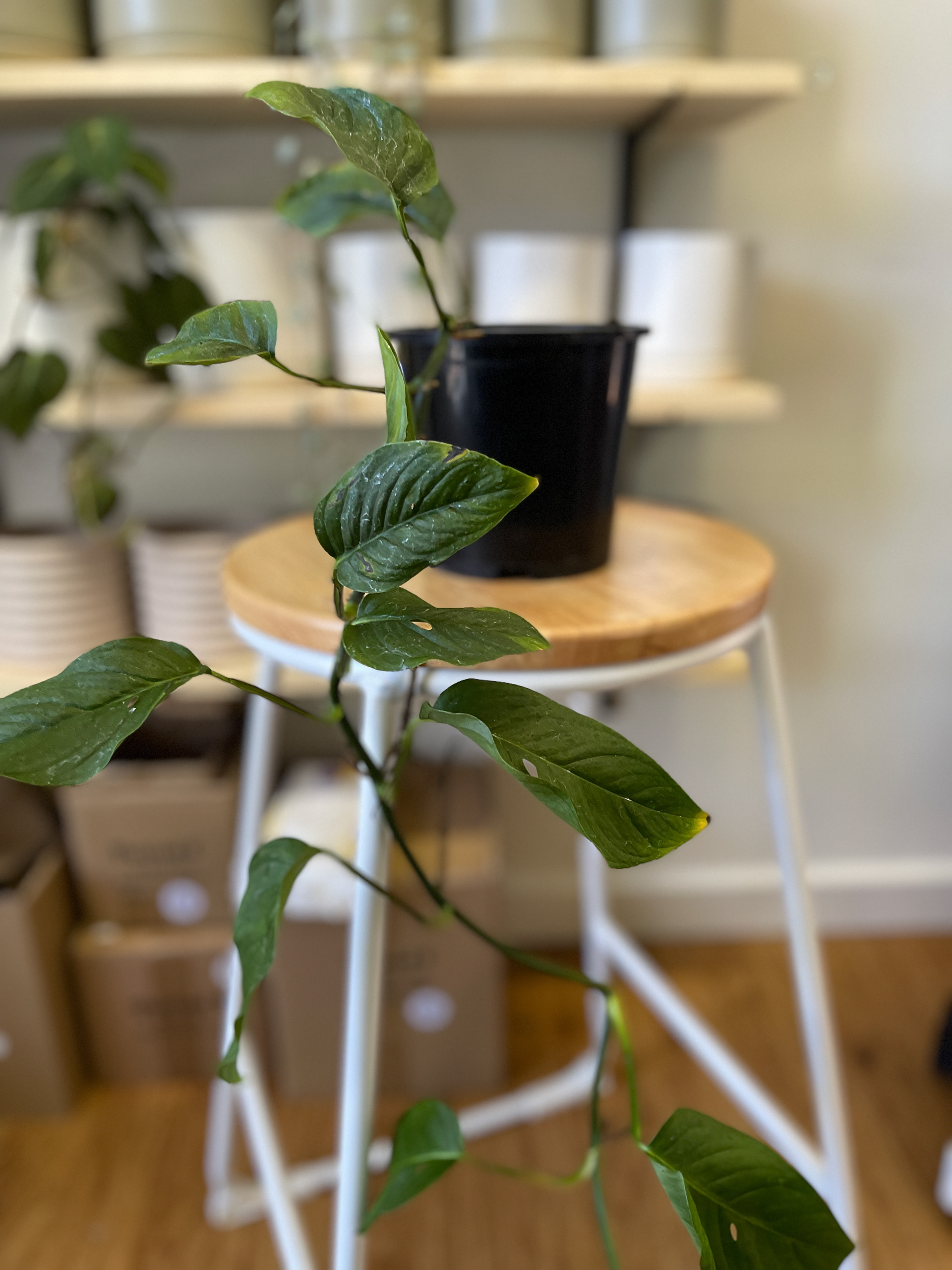 Monstera Adansonii - Narrow Form $30