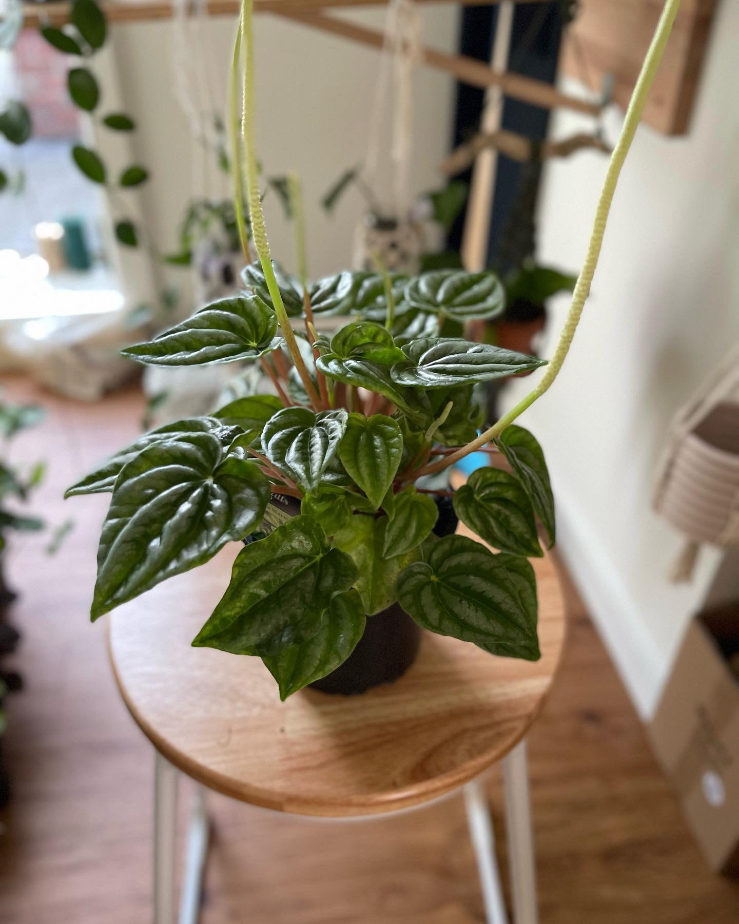 Peperomia Marmorata - $30