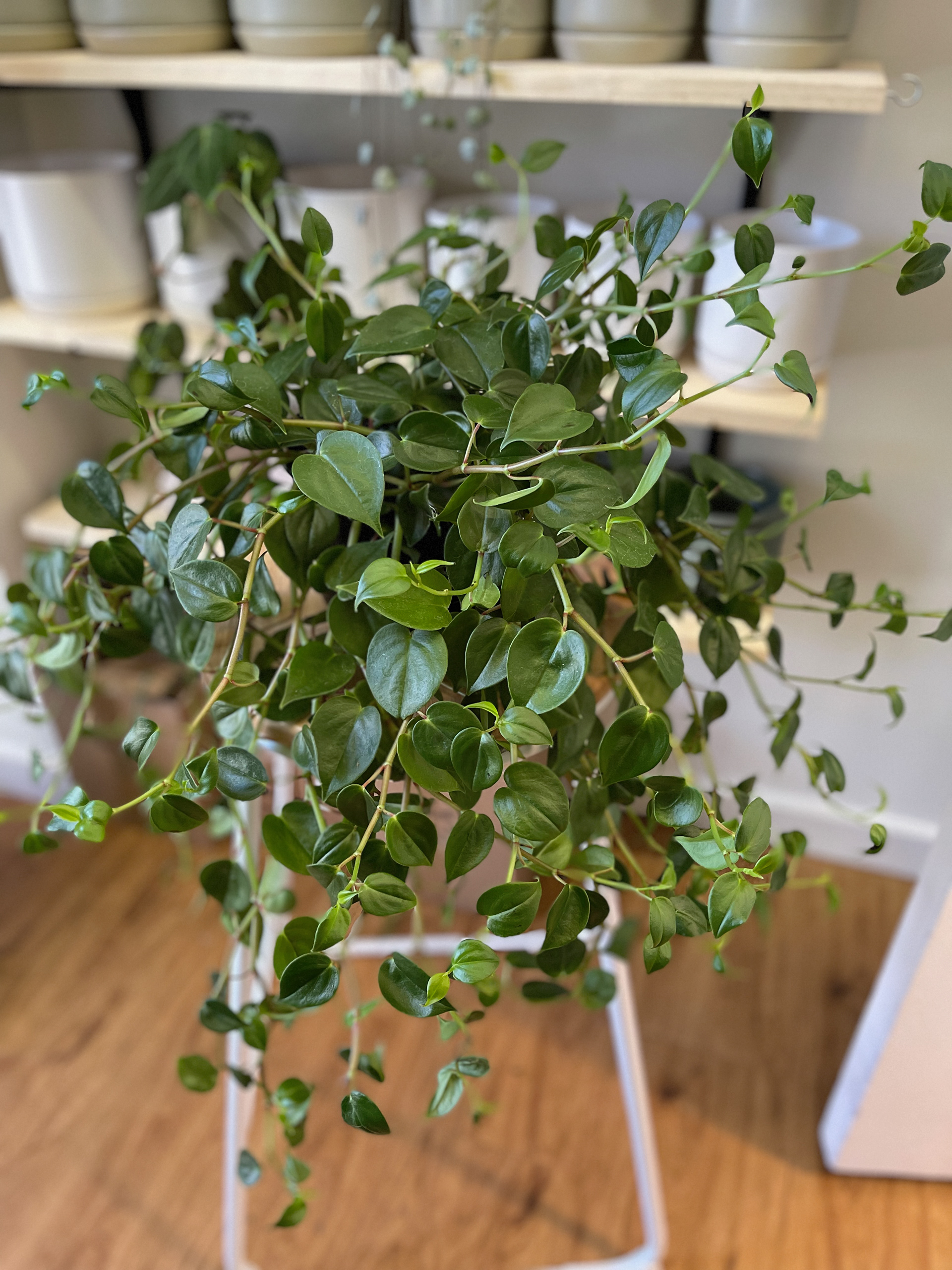 Peperomia Scandens - Radiator Plant $25