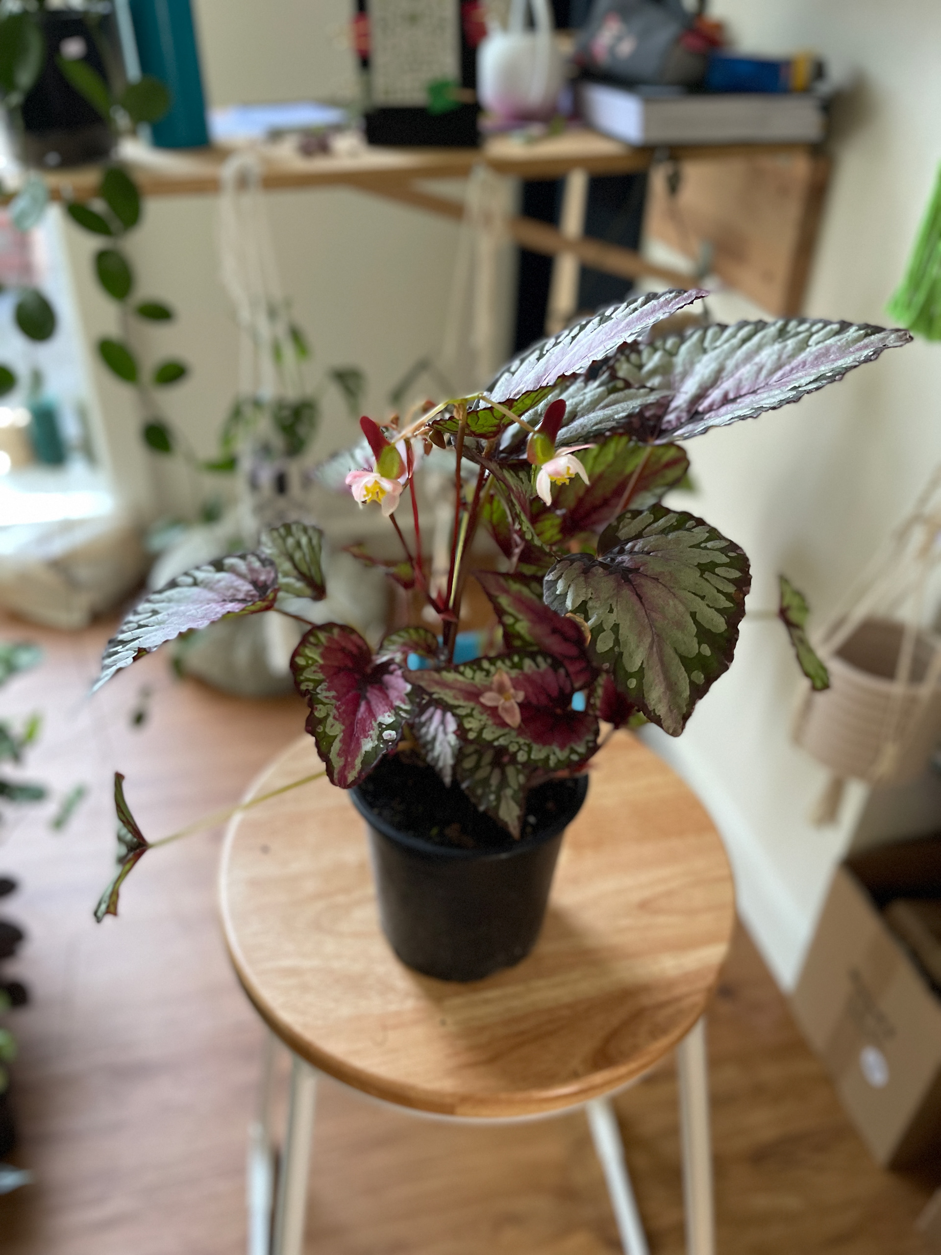 Begonia Rex Salsa -$25