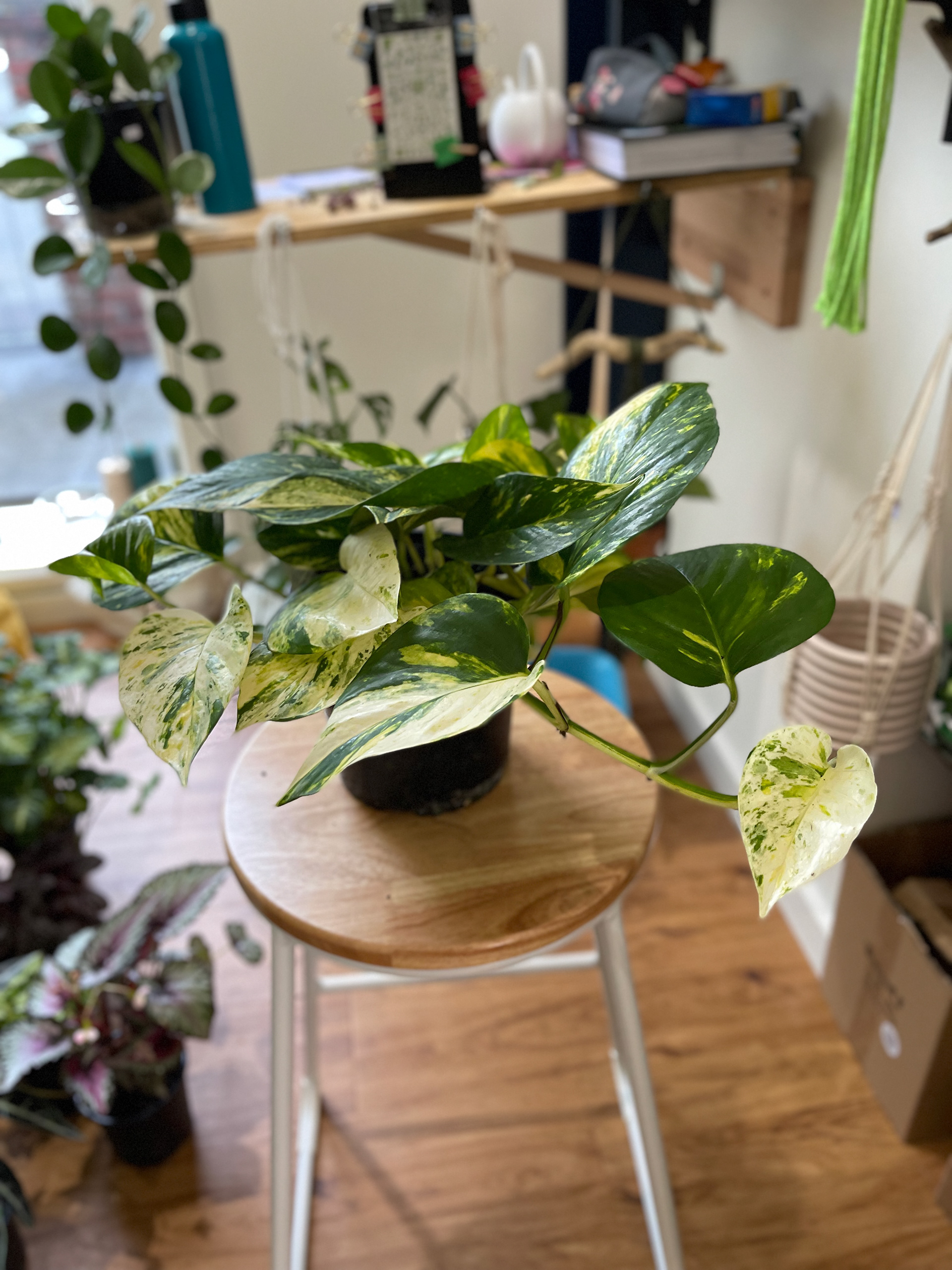 Epipremnum - Golden Pothos Variegated - $45