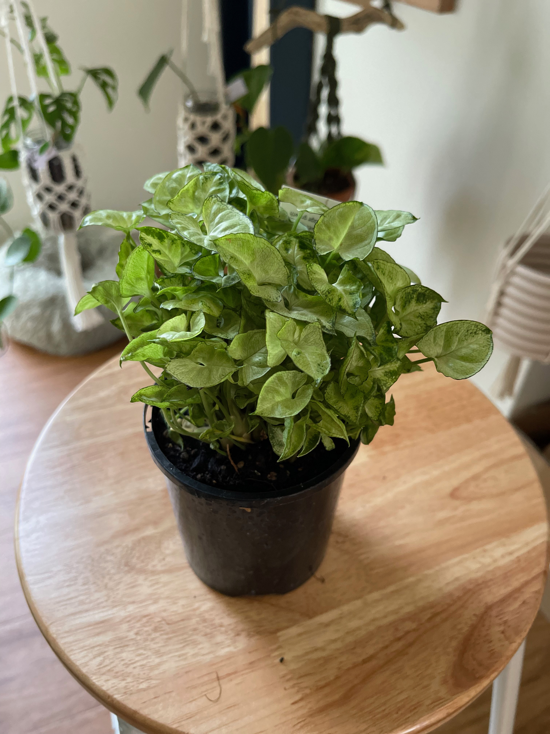 Syngonium Mini Pixie - $25