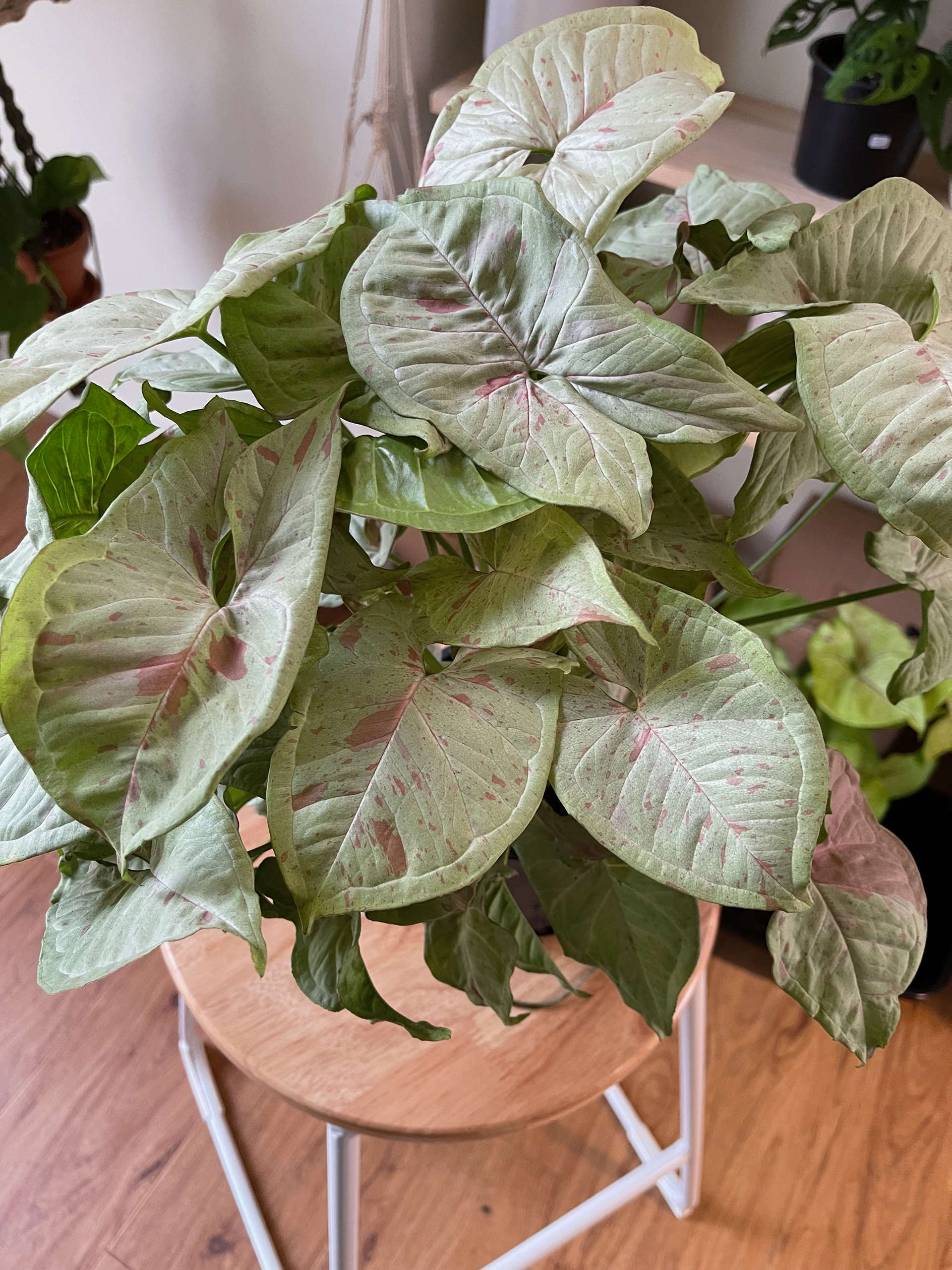 Syngonium Confetti - $50