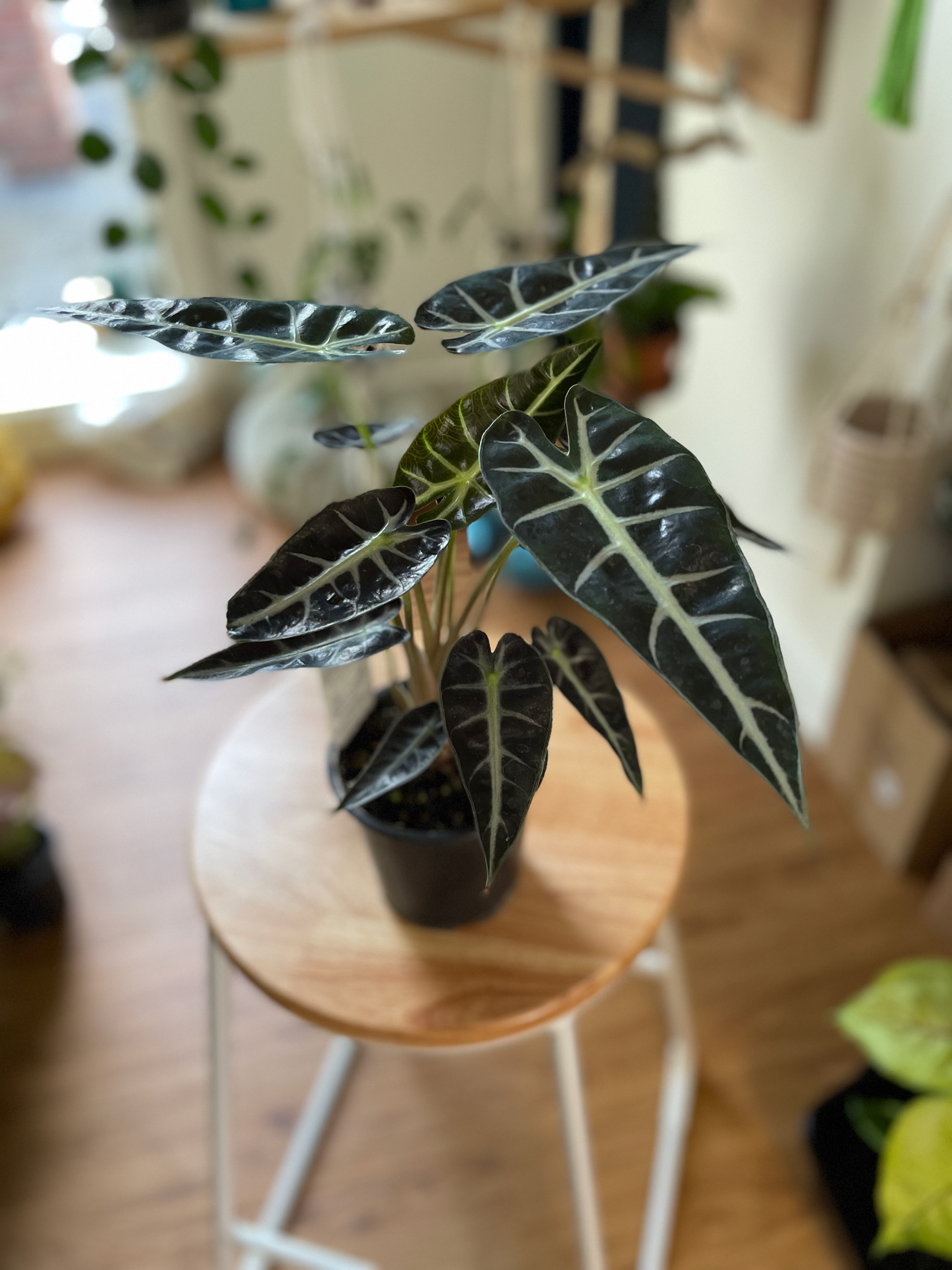 Alocasia Dwarf - $25