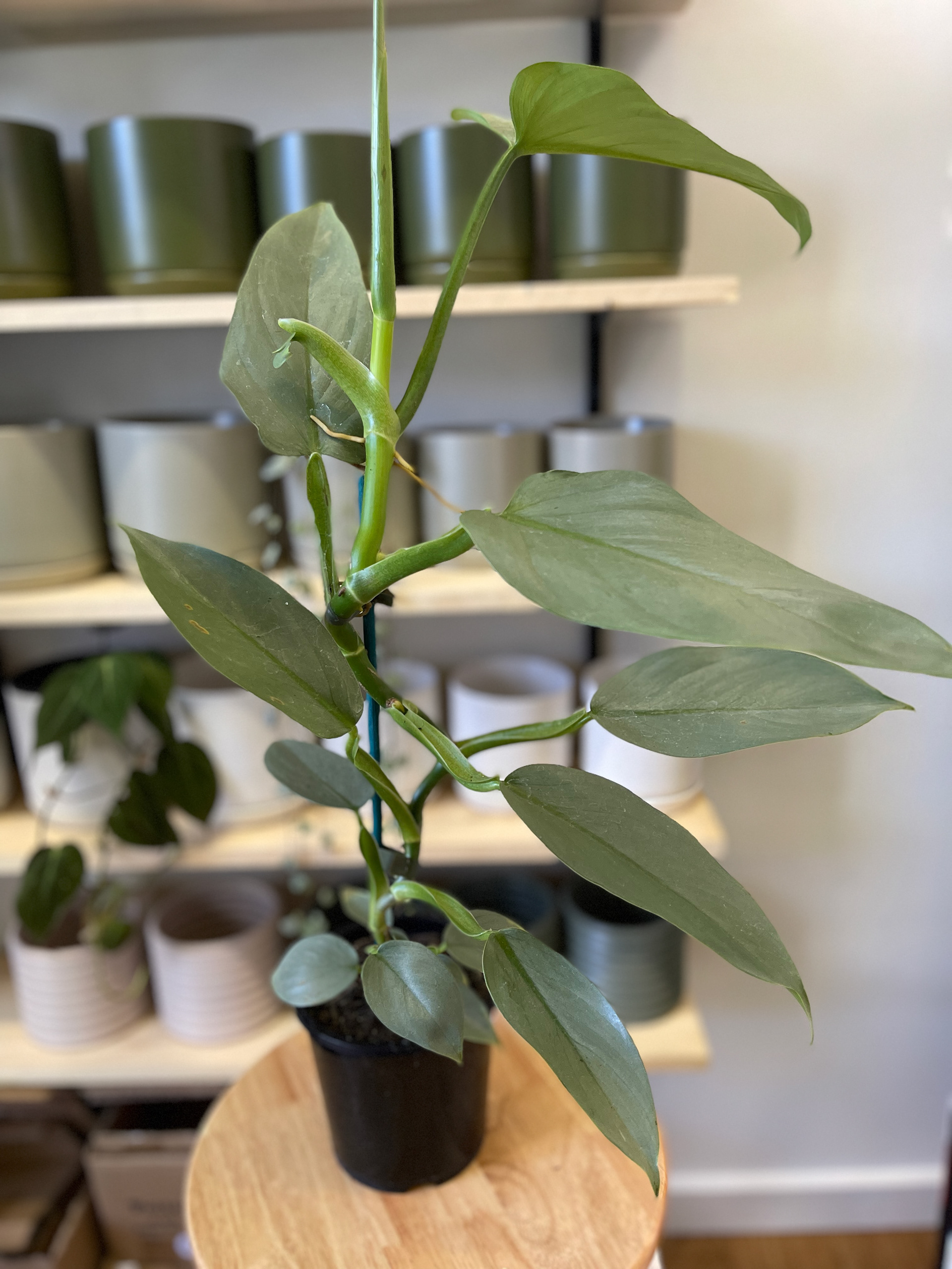 Philodendron Hastatum - Silver Sword / Silver Arrow $30