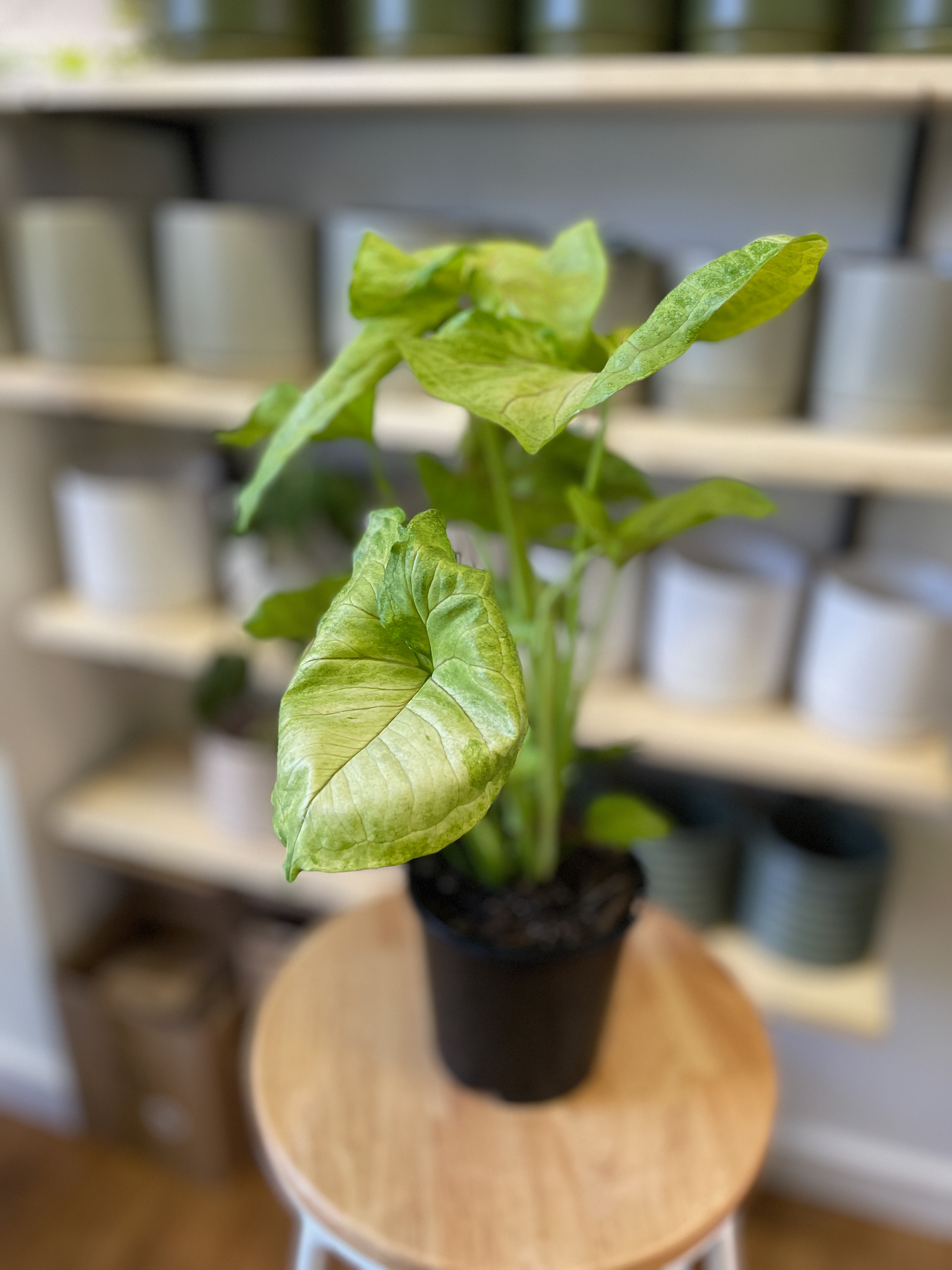 Pink Vein Arrowhead Vine - Syngonium podophyllum $30