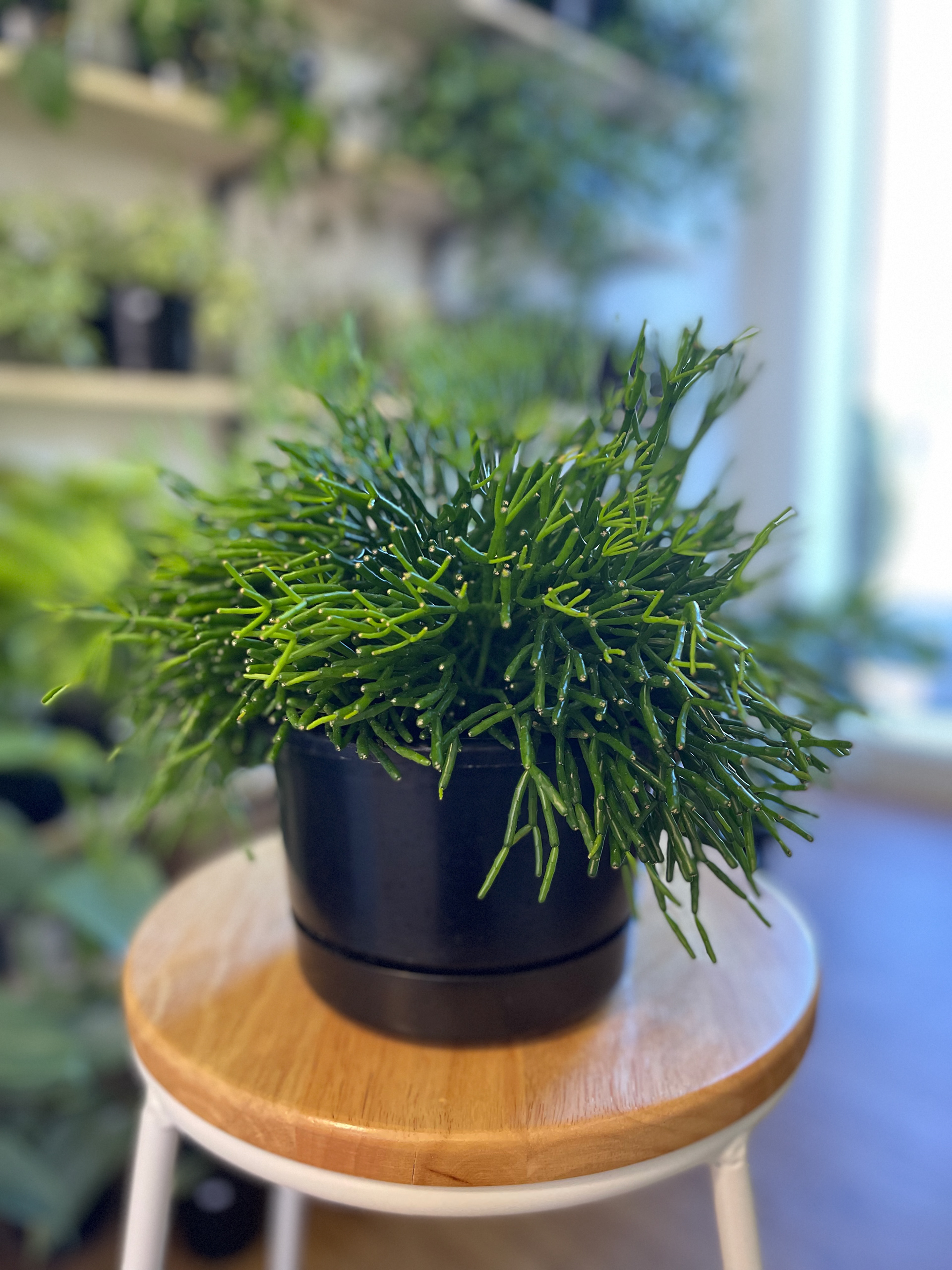 Dancing Bones Cactus - Hatiora Salicornioides - $25