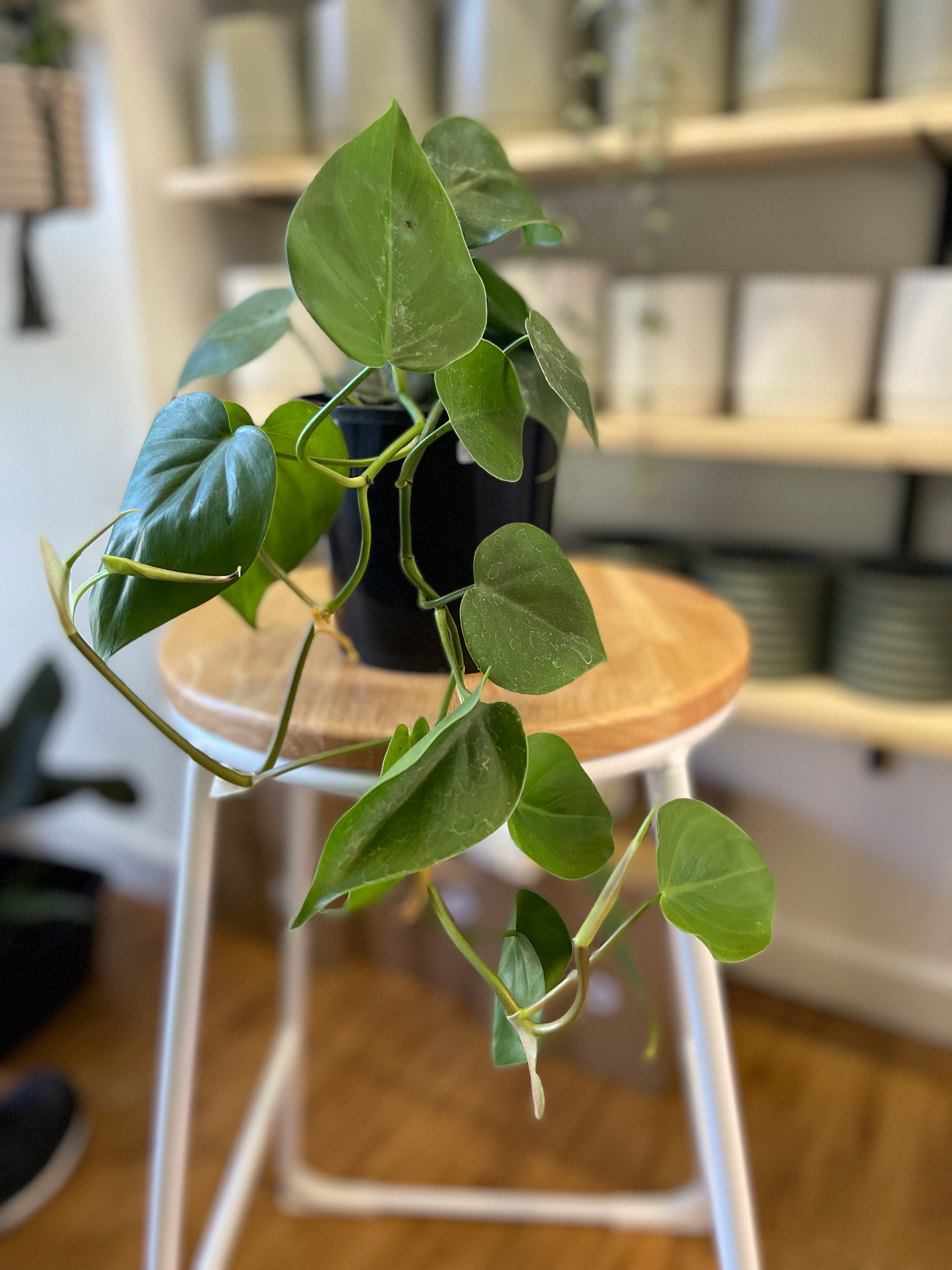 Philodendron Cordatum - Heart Leaf $30