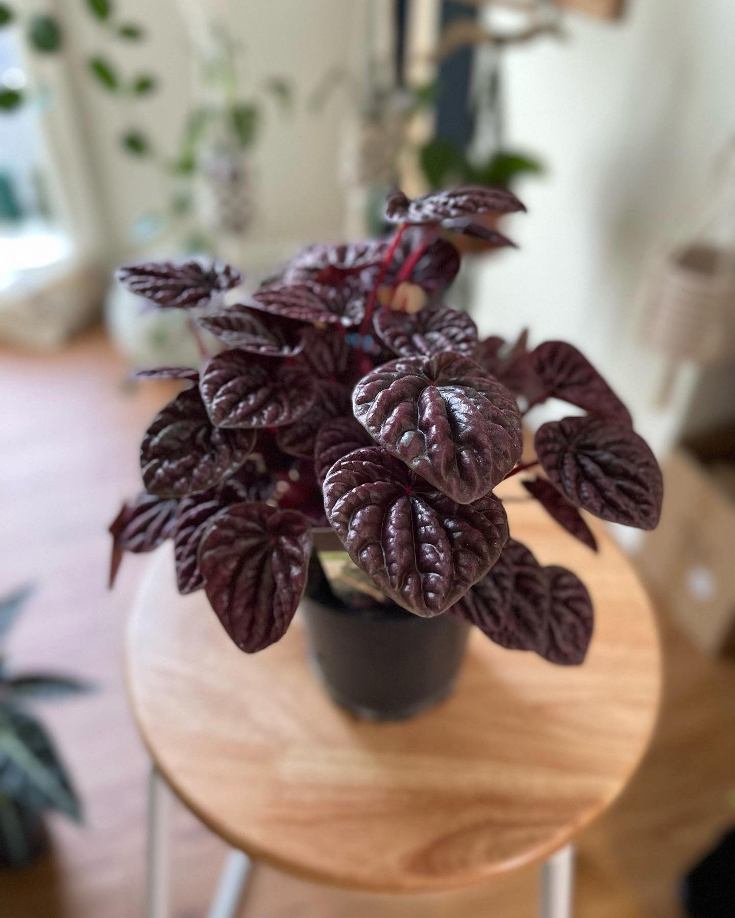 Peperomia Caperata - $30