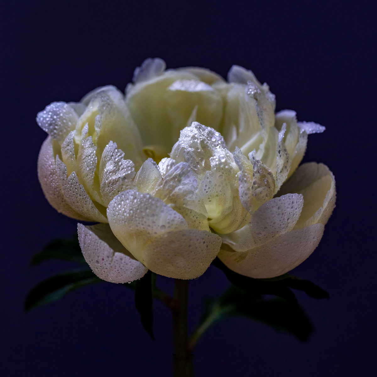 BLOOM IV