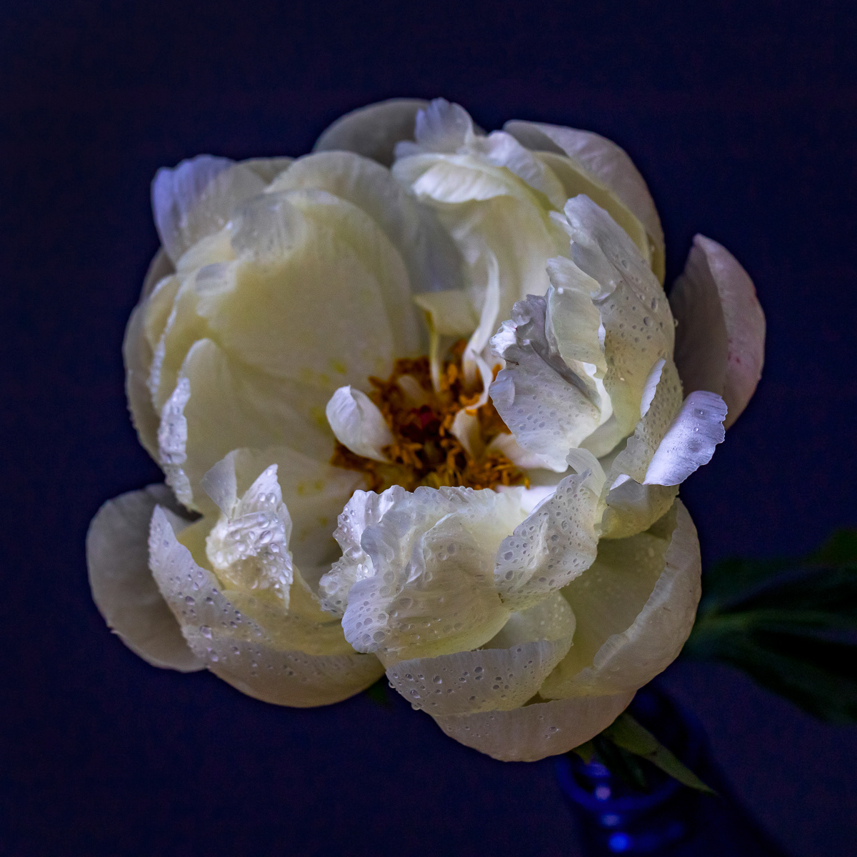 BLOOM II