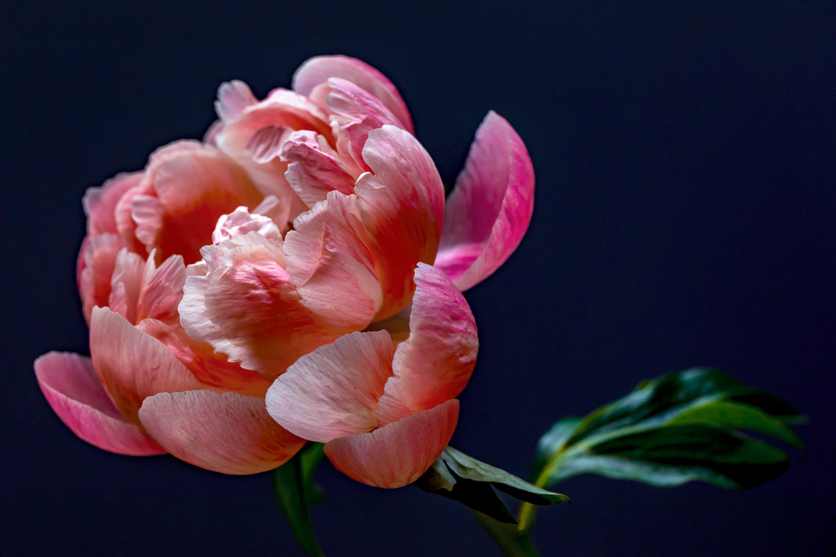 BLUSH I