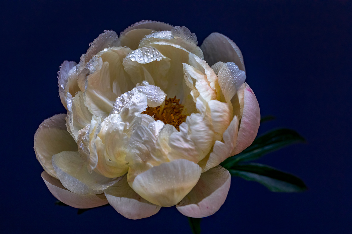BLOOM I