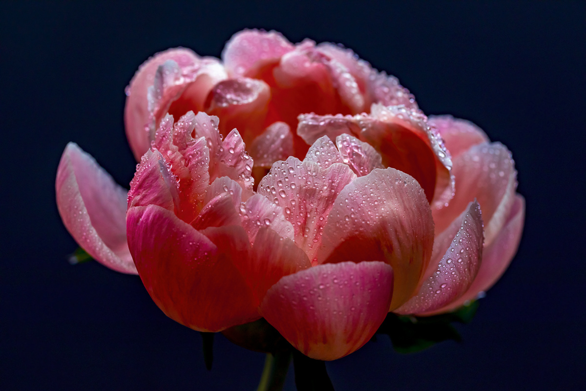 BLUSH III