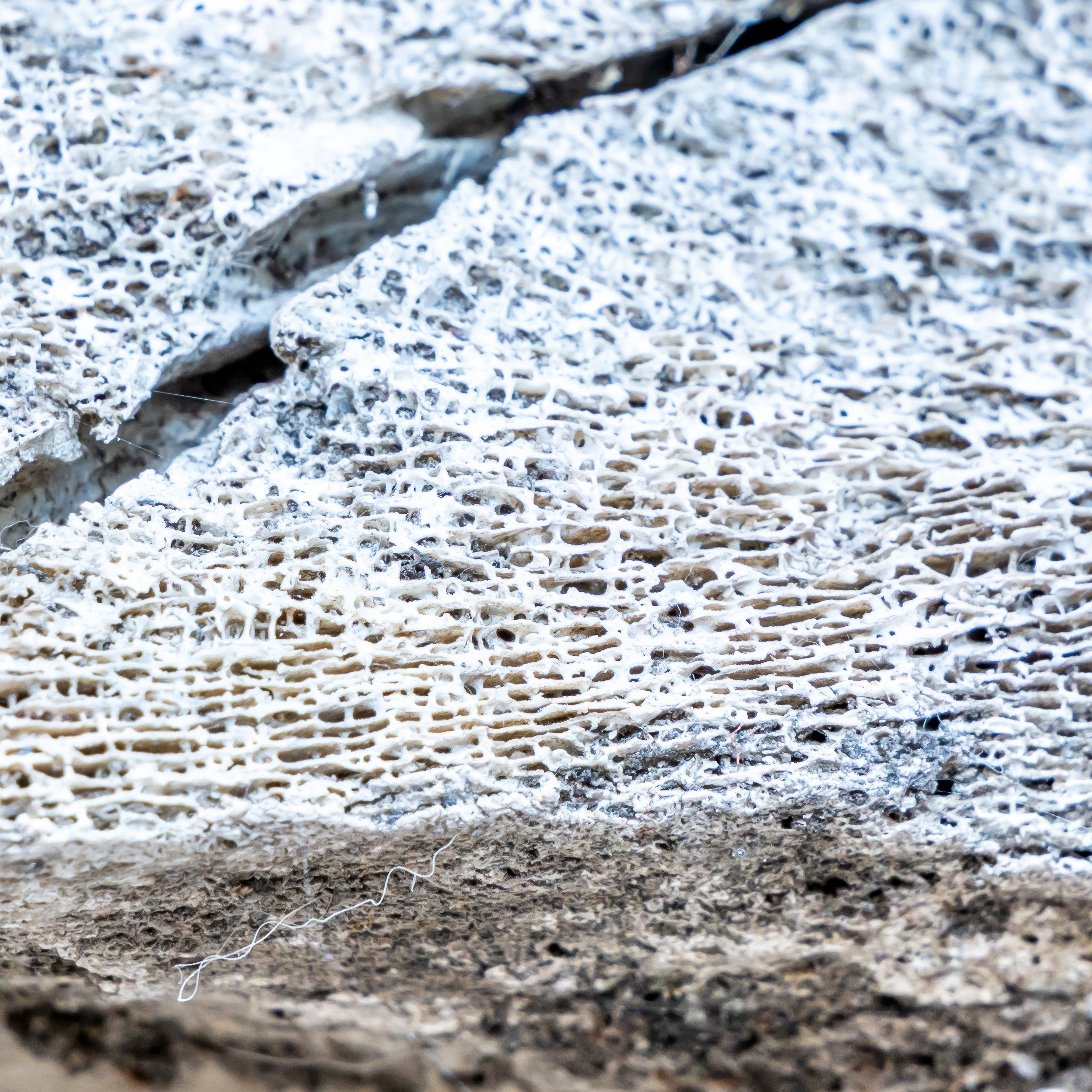Detail - Whale Songs I