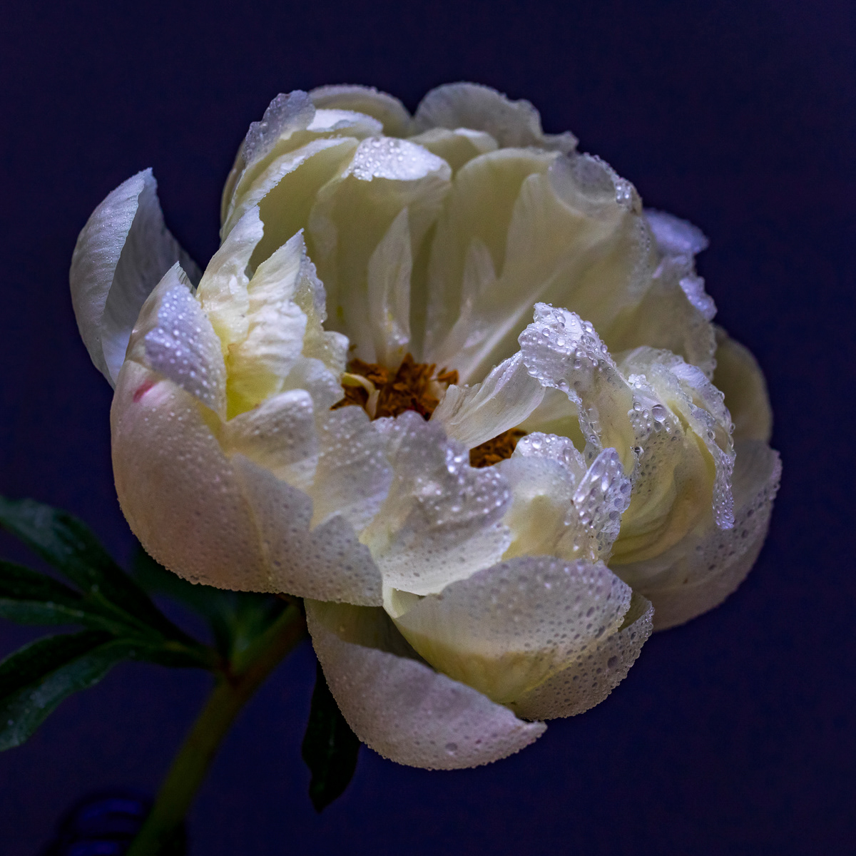BLOOM III