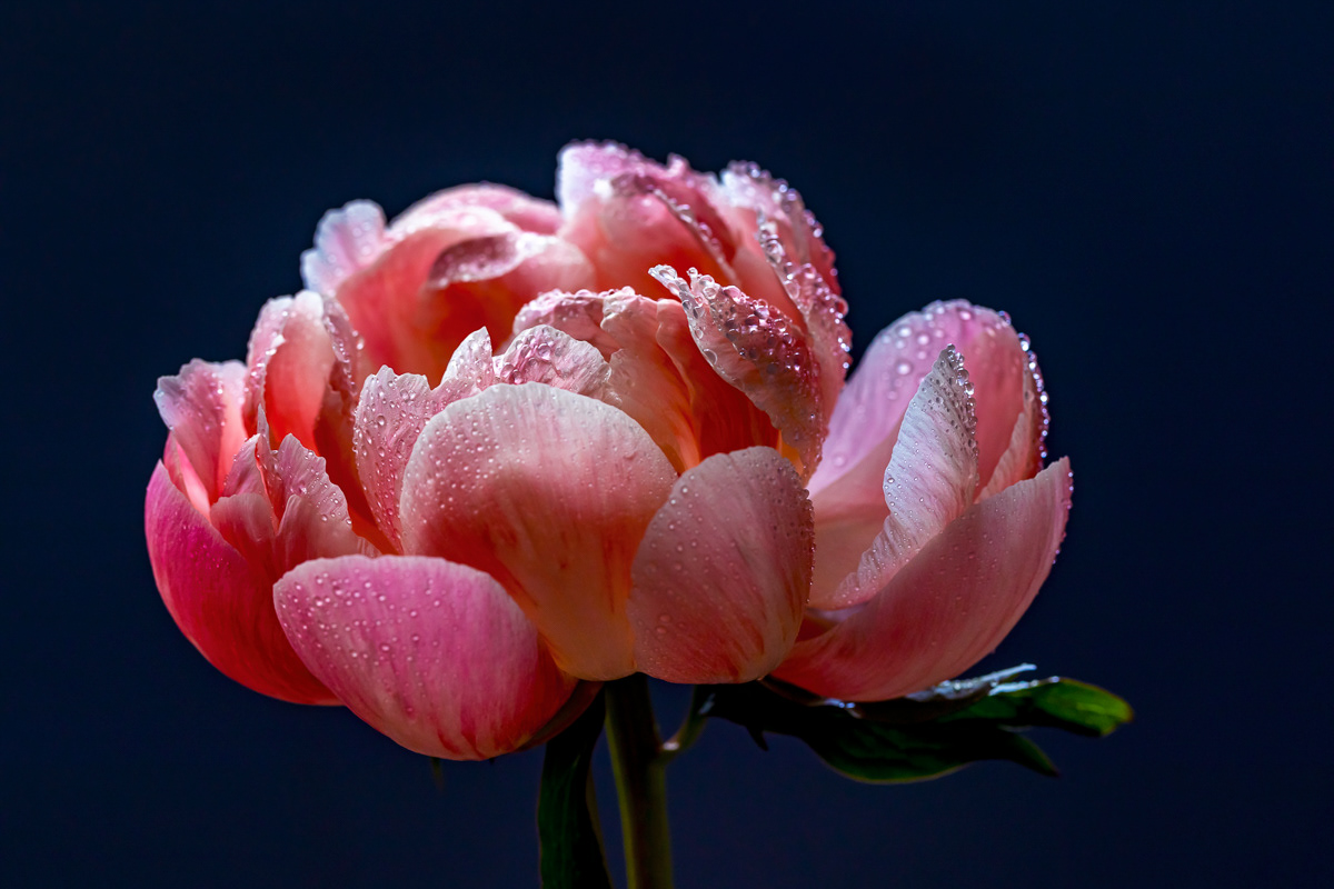 BLUSH II