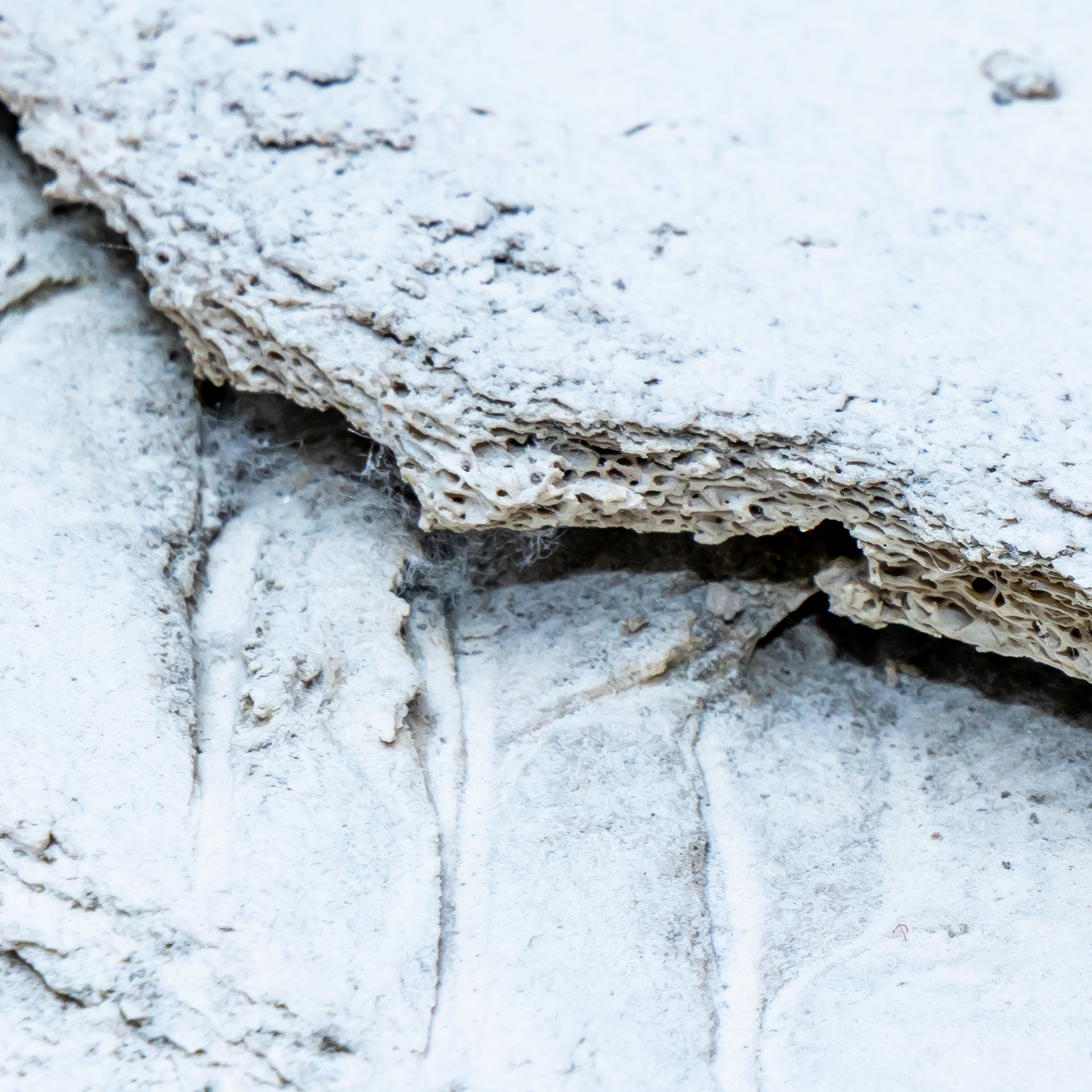 Detail - Schisms I