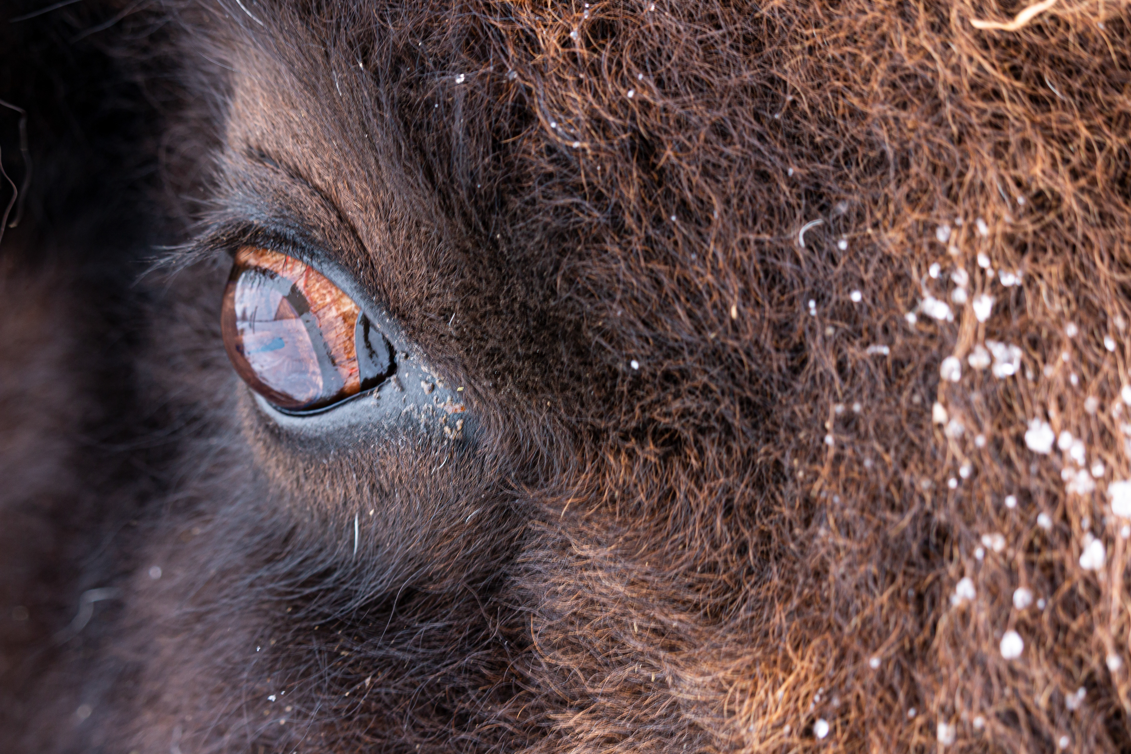 Best Wildlife Photograph in the 2024 Pennsylvania Taxidermy Show