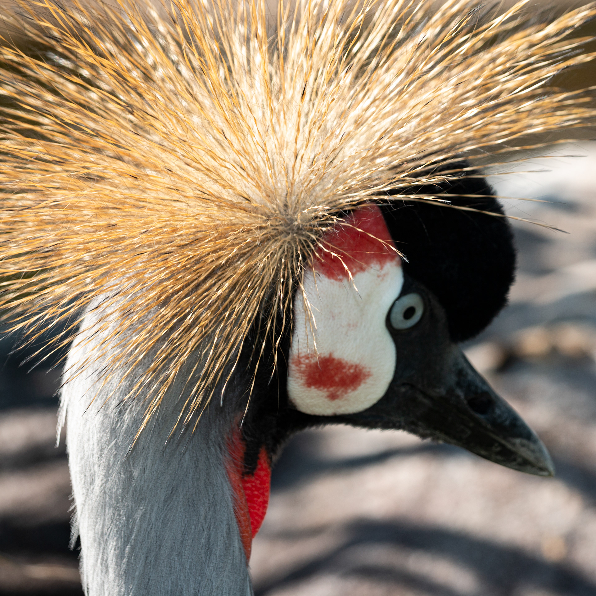 Best in category professional photography in the 2023 Ohio Taxidermy Show