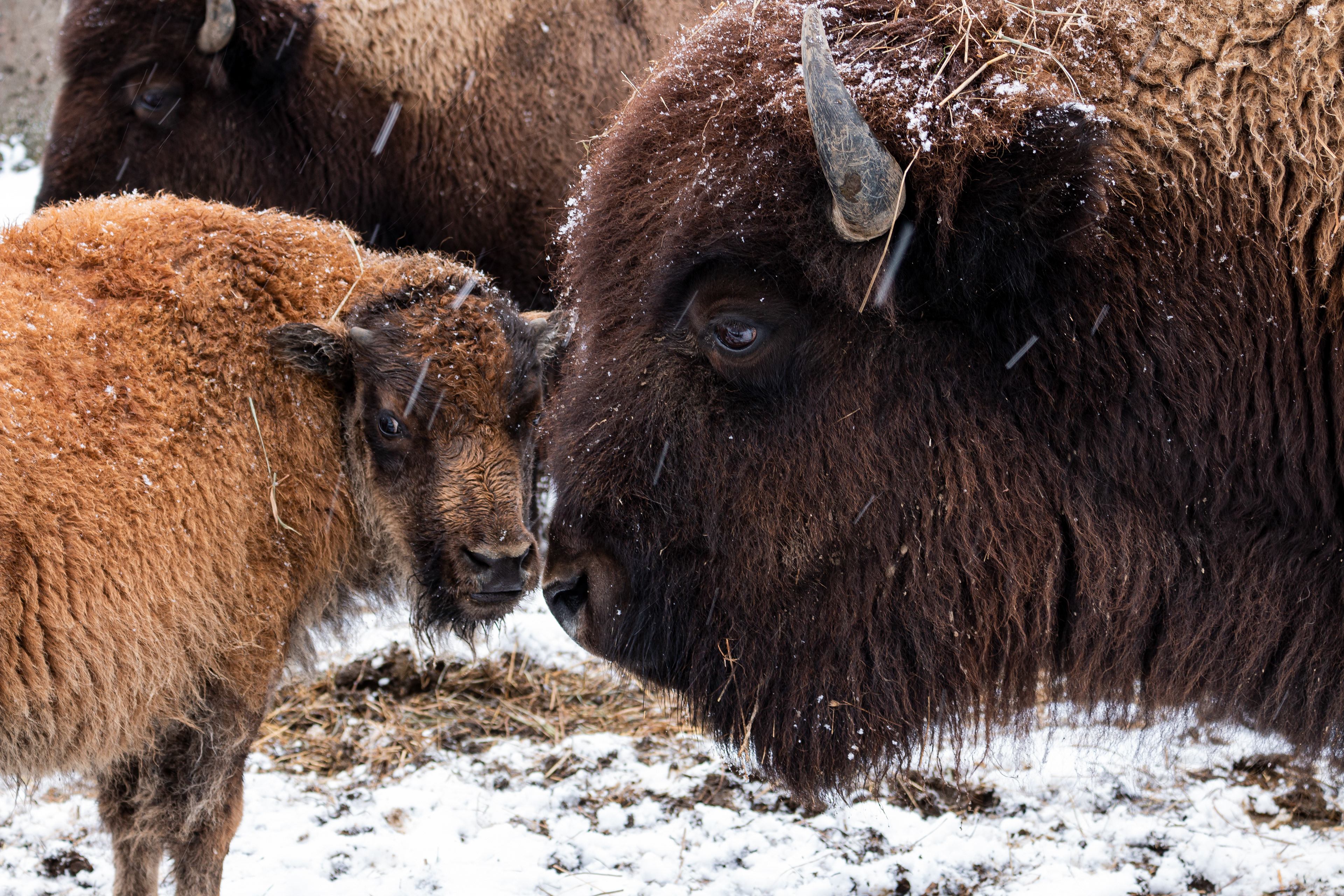 Best in category professional photography in the 2022 Pennsylvania Taxidermy Show