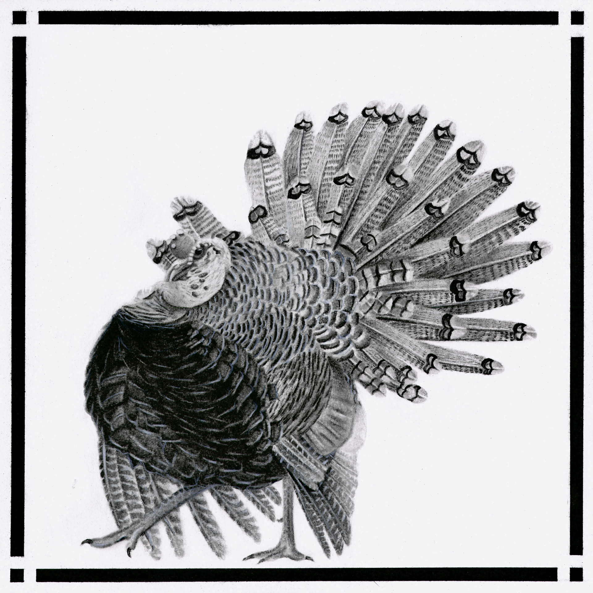 The Ocellated Turkey - 2nd place in the professional division at the 2023 Ohio Taxidermy Show