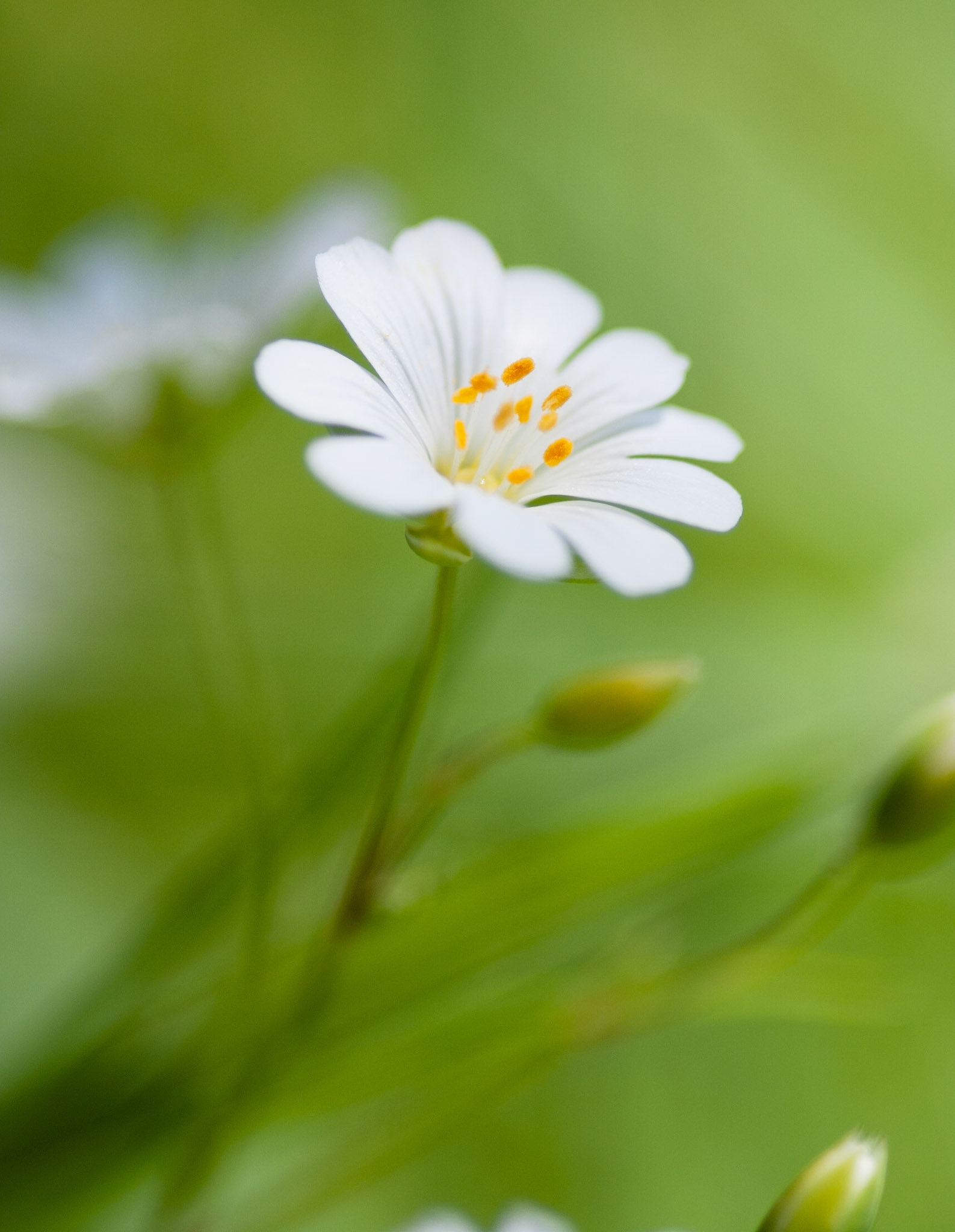 Greater Stitchwort
