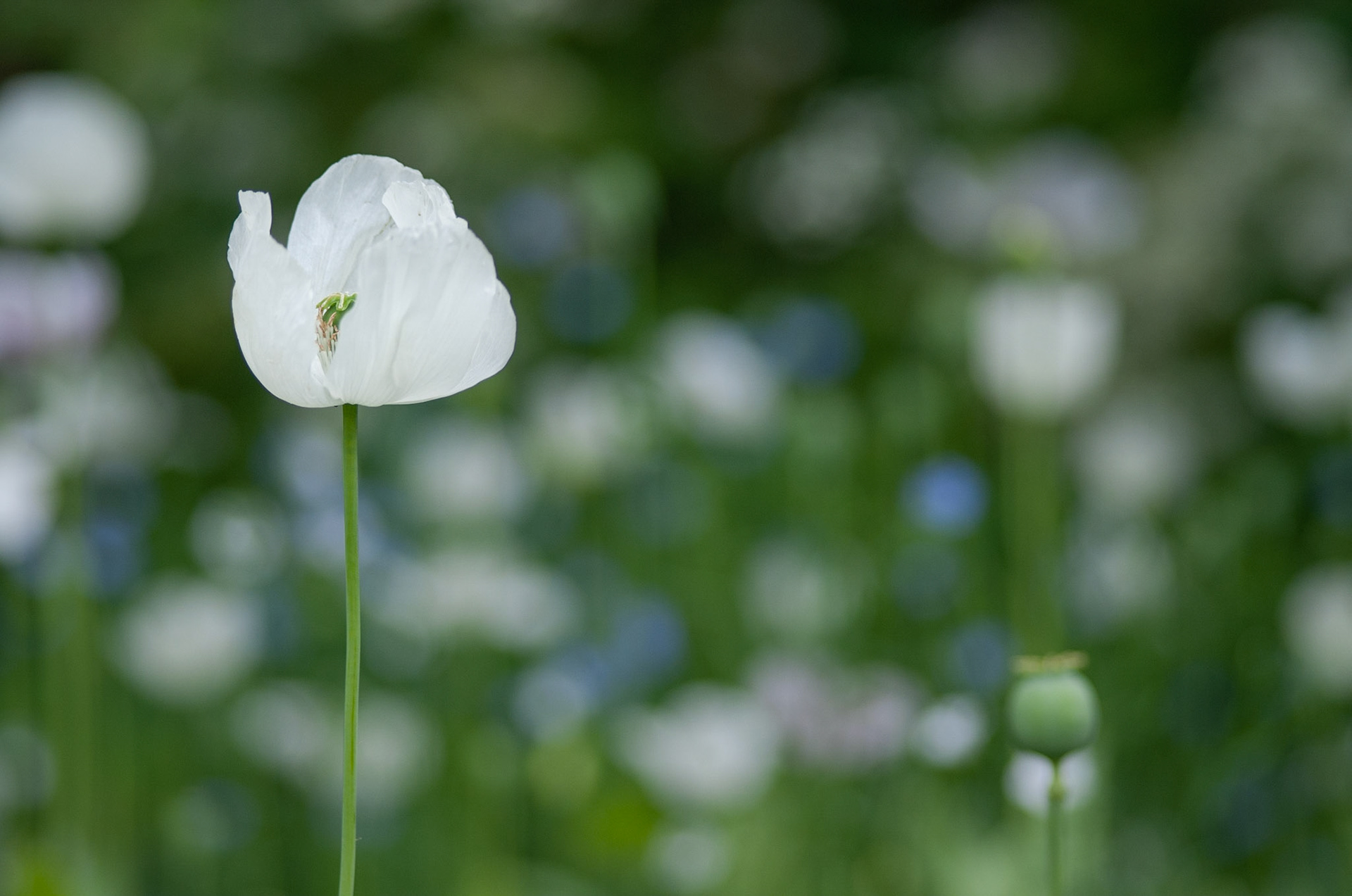 White Poppy