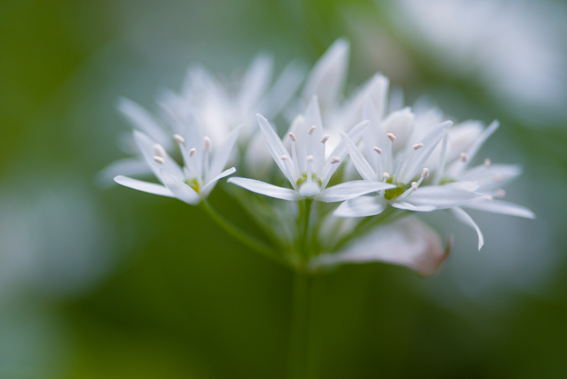 Wild Garlic