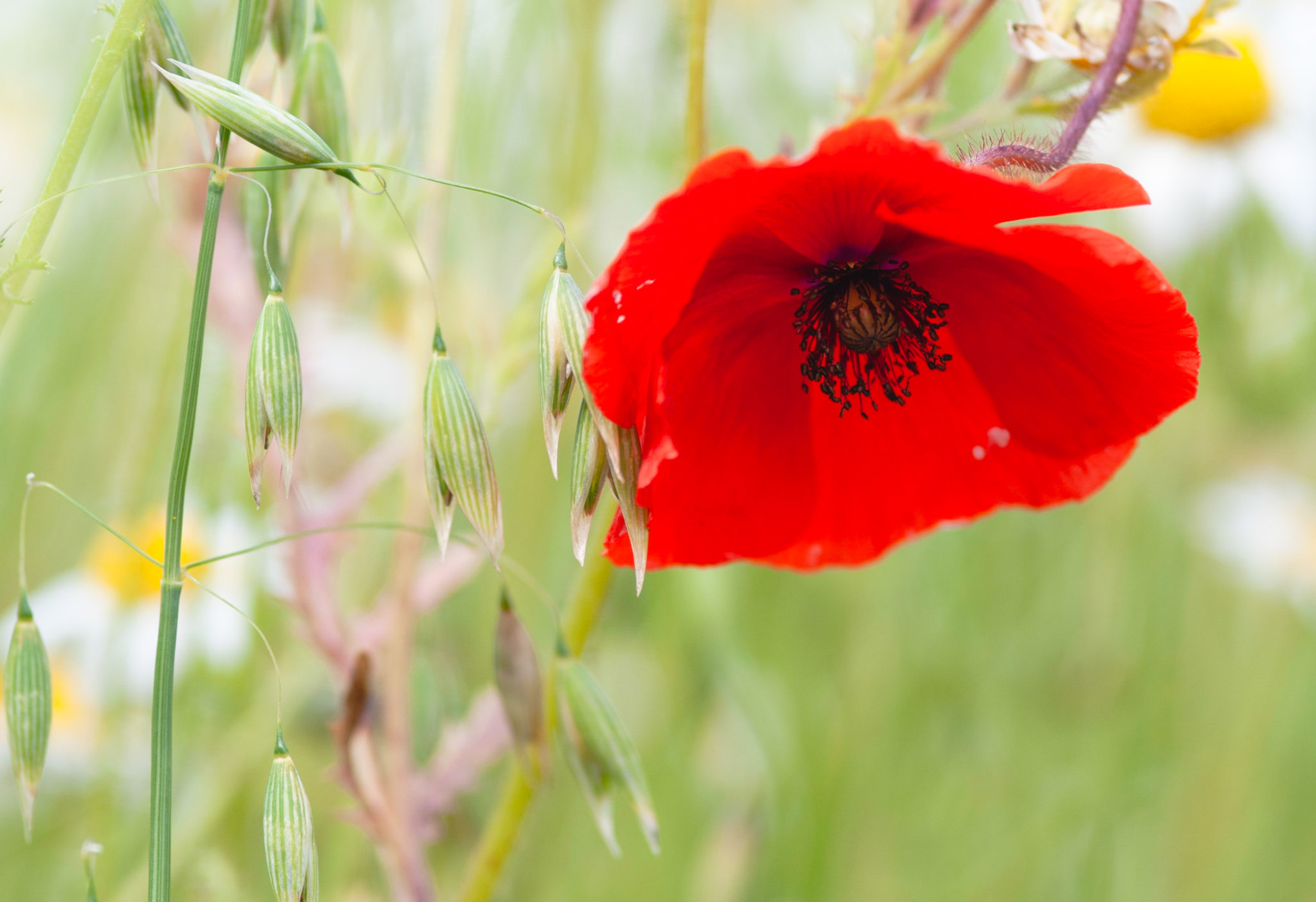 Poppy