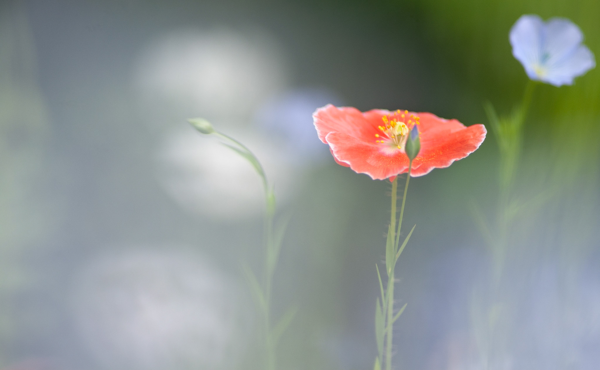 Poppy