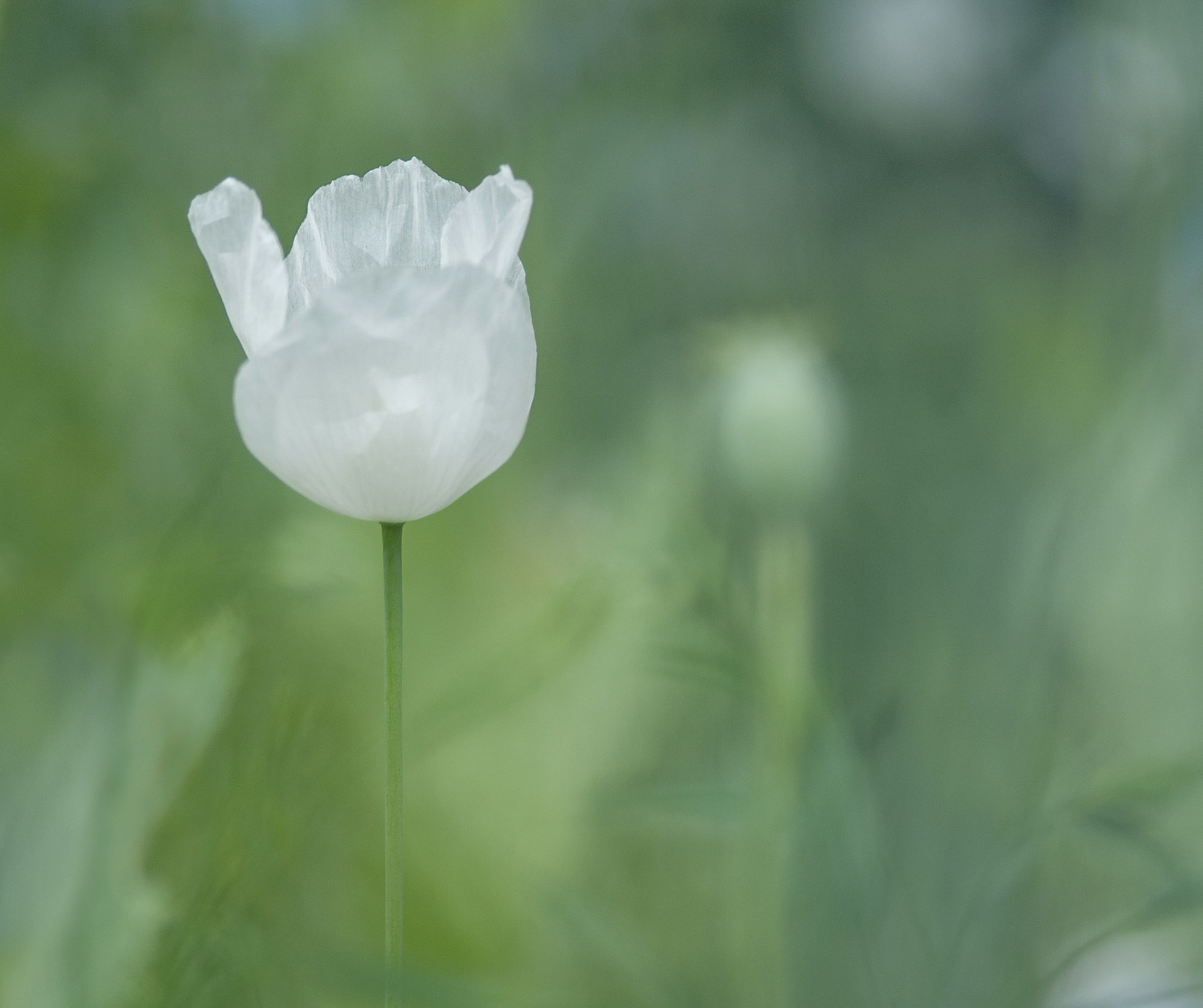 White Poppy