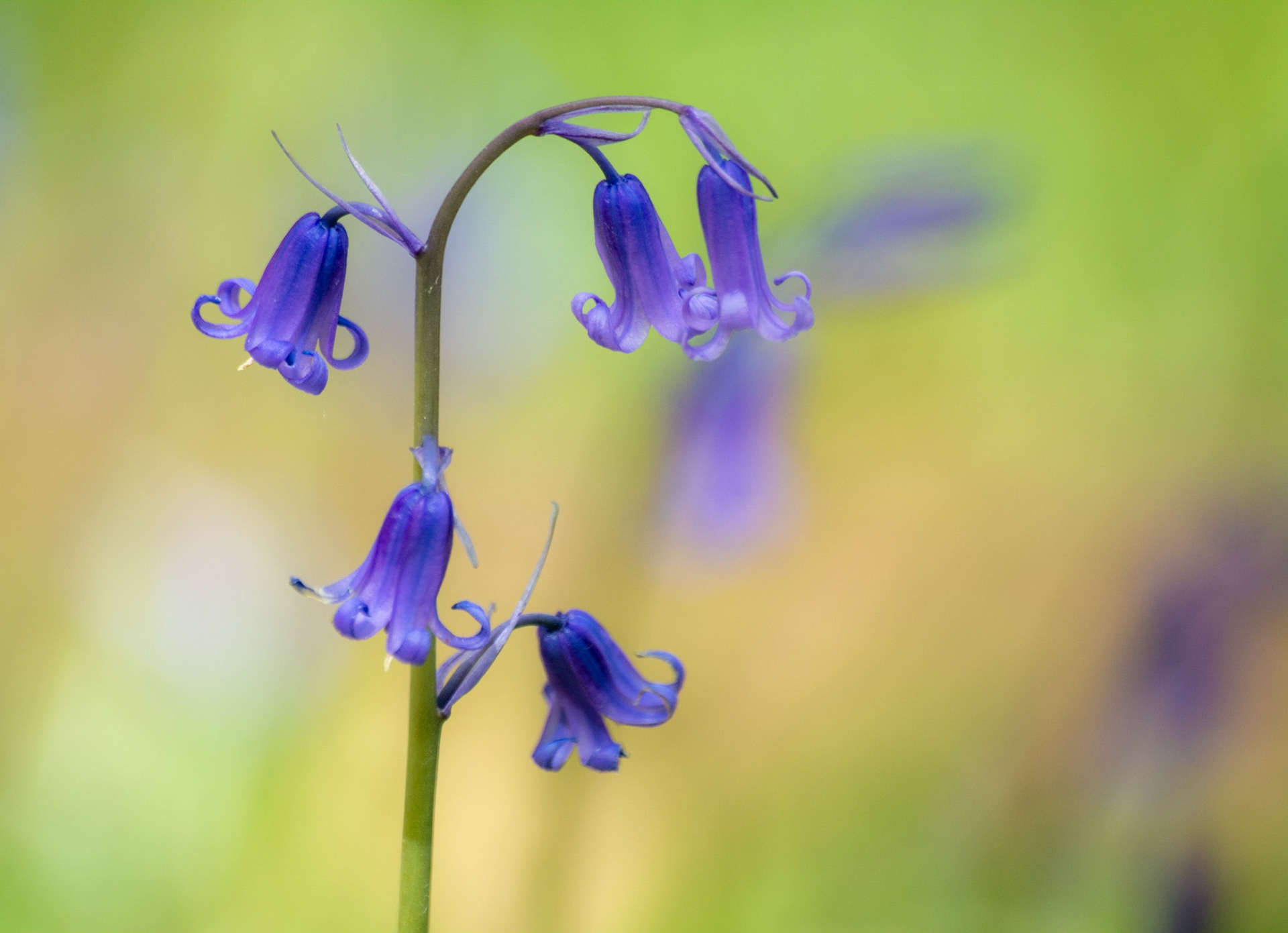Bluebells