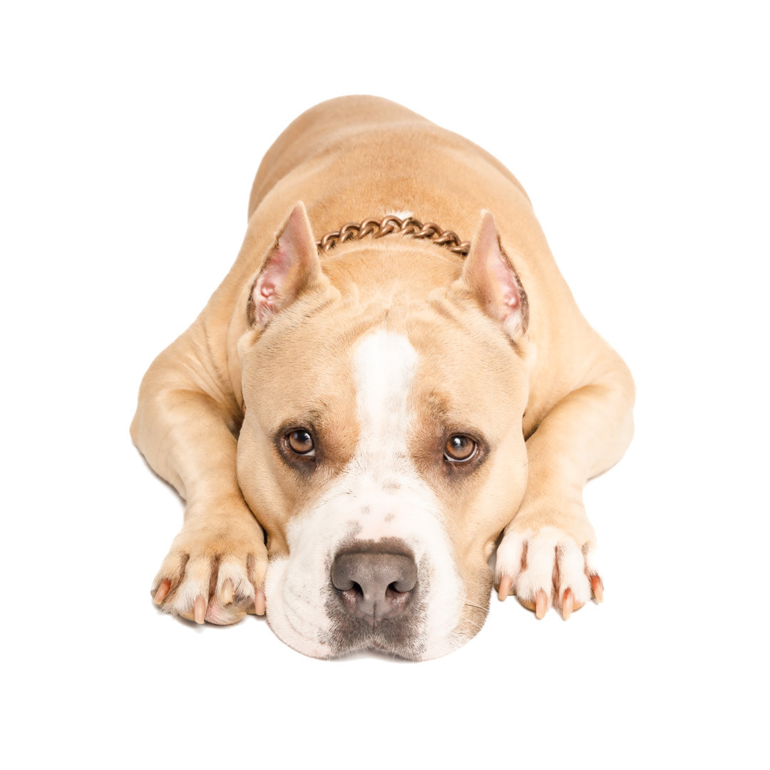 Studio Pet Light