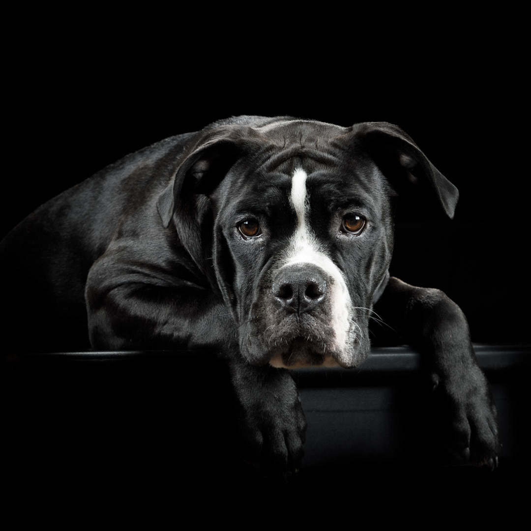 Studio Pet Black