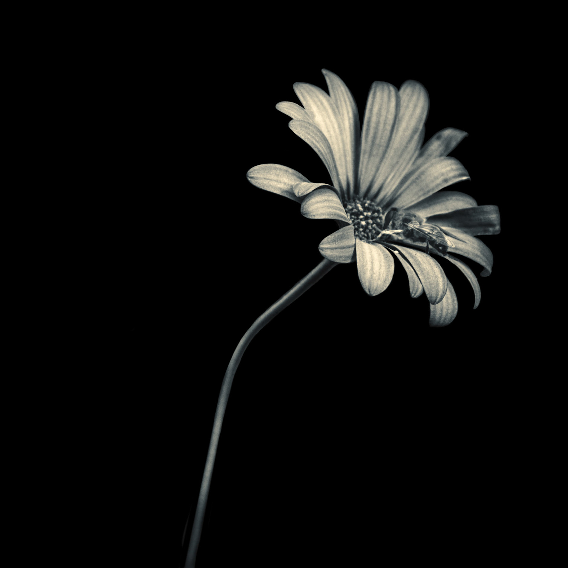 A-054-Flor y Abeja