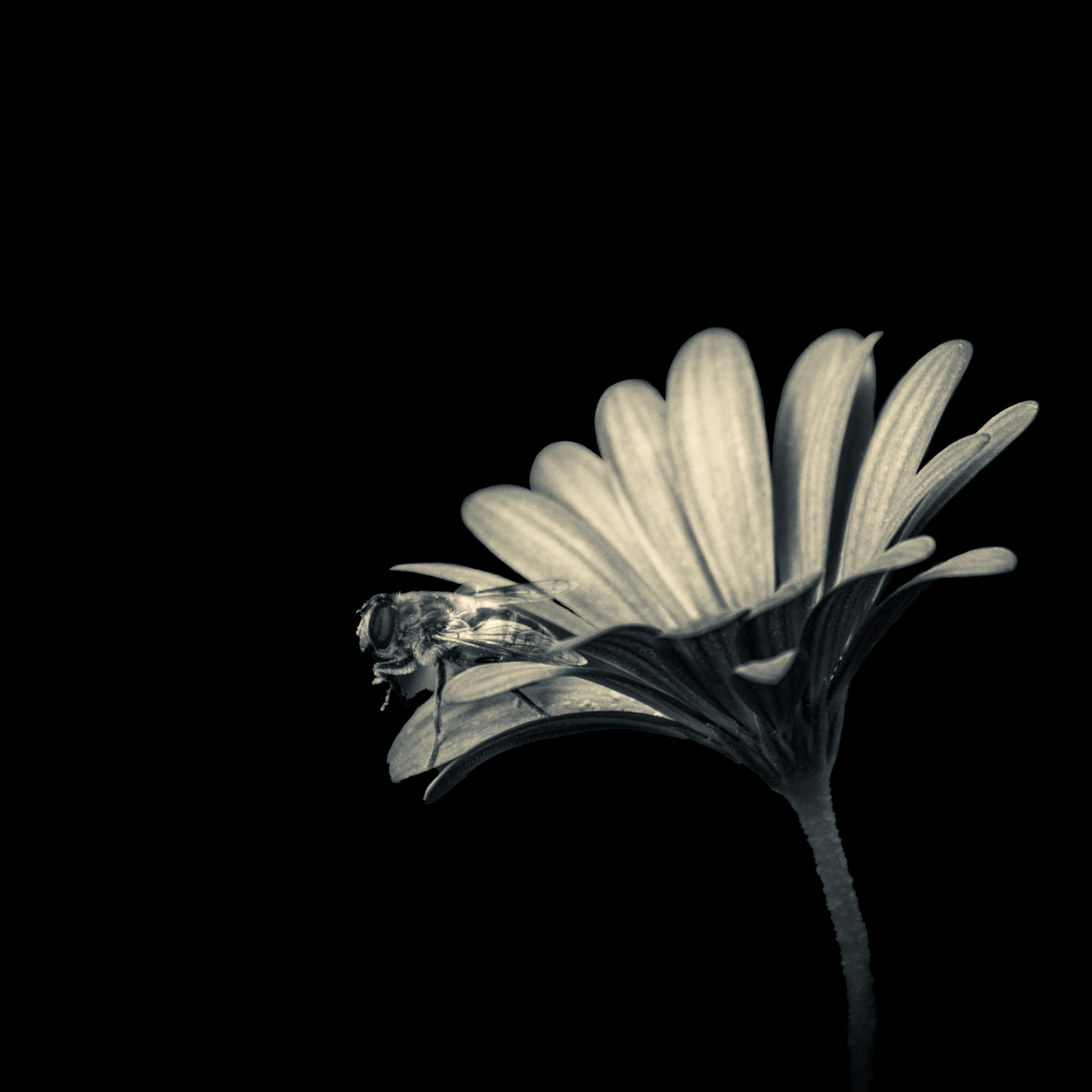 A-053-FlorAbeja