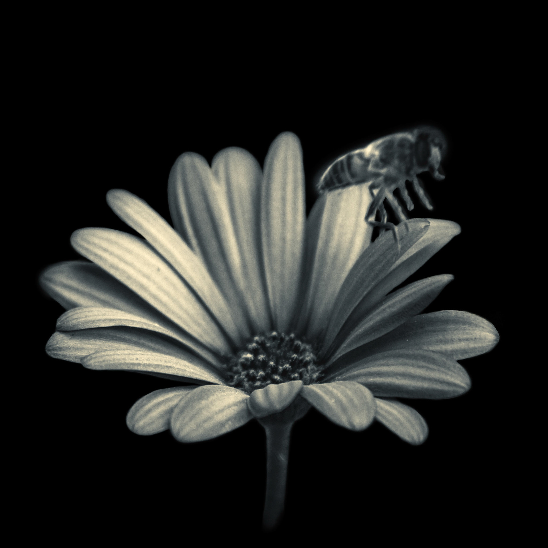 A-050-FlorAbeja