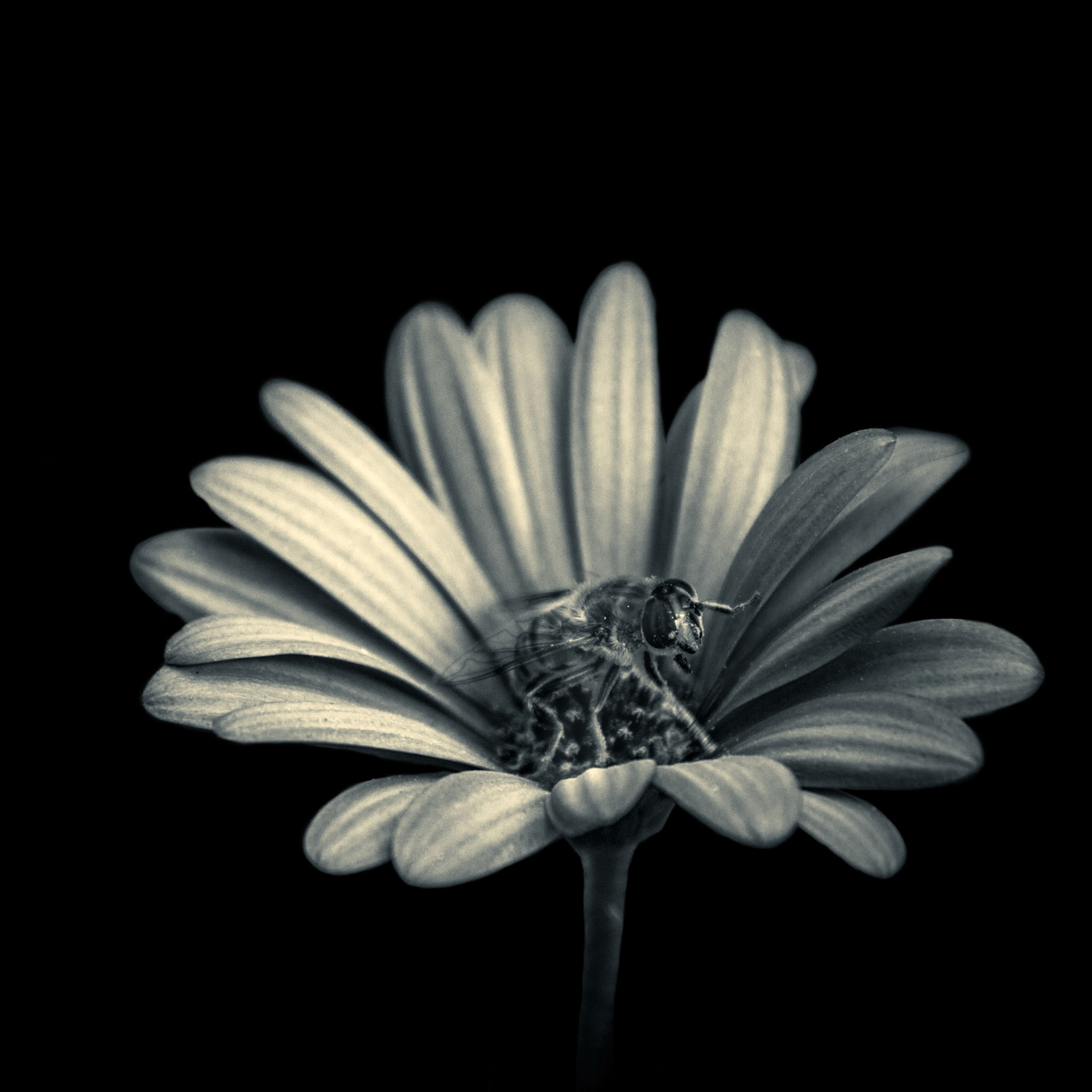 A-049-FlorAbeja
