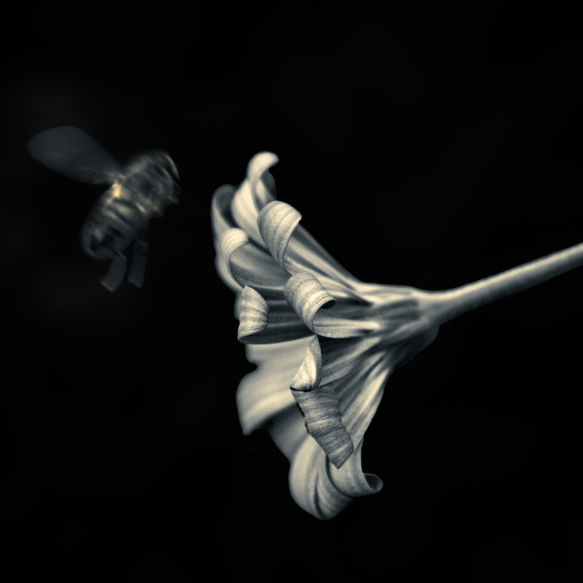 A-052-FlorAbeja