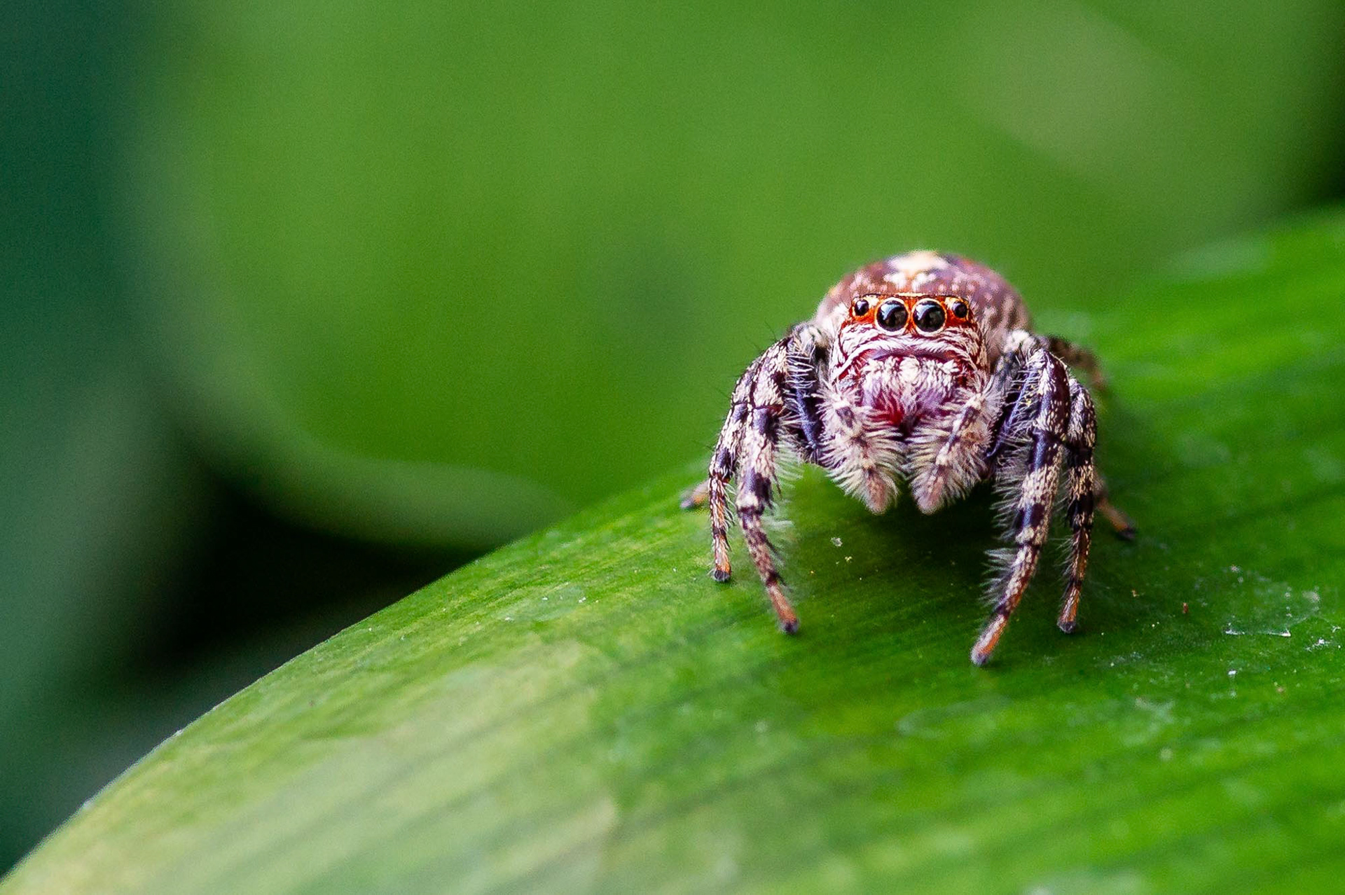 Jumping Spider 02