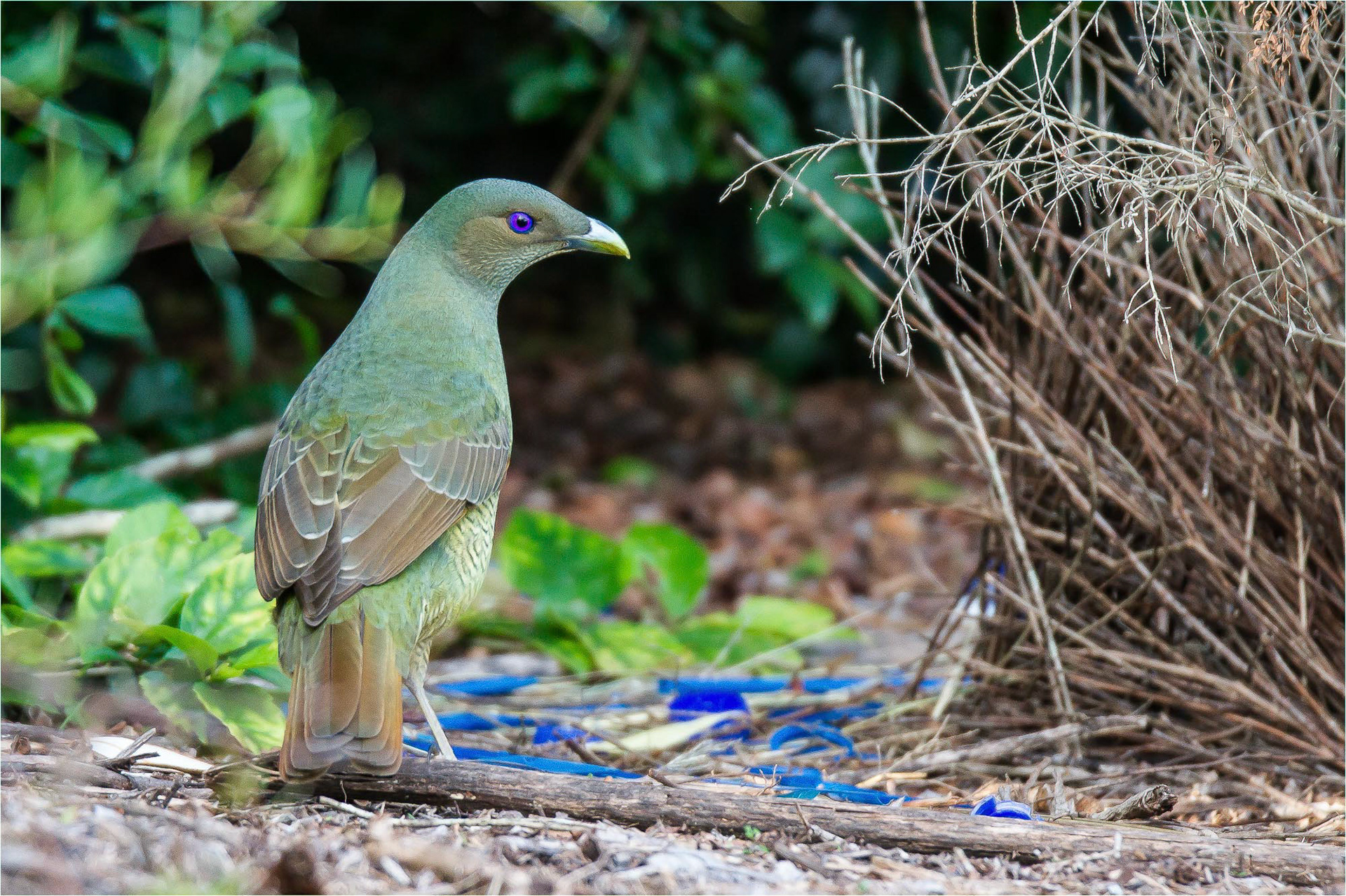 Juvenile inspects the bower