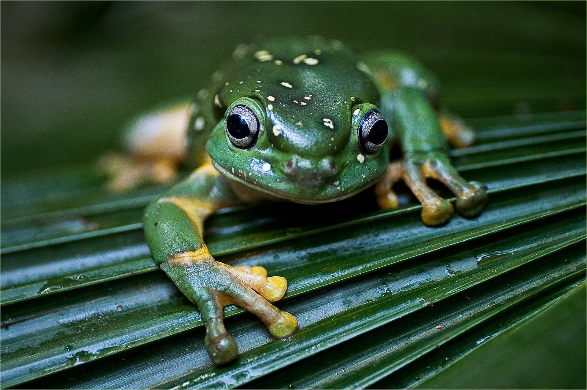 Magnificent tree frog