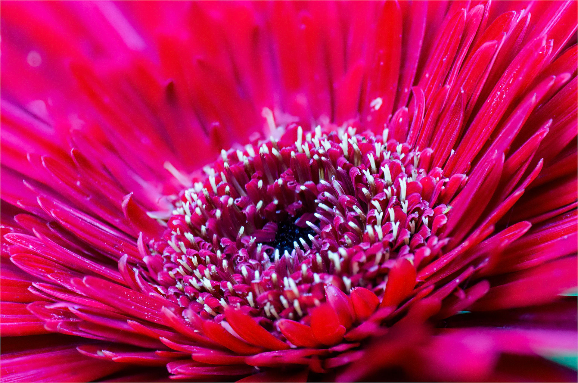 Gerbera Splendour
