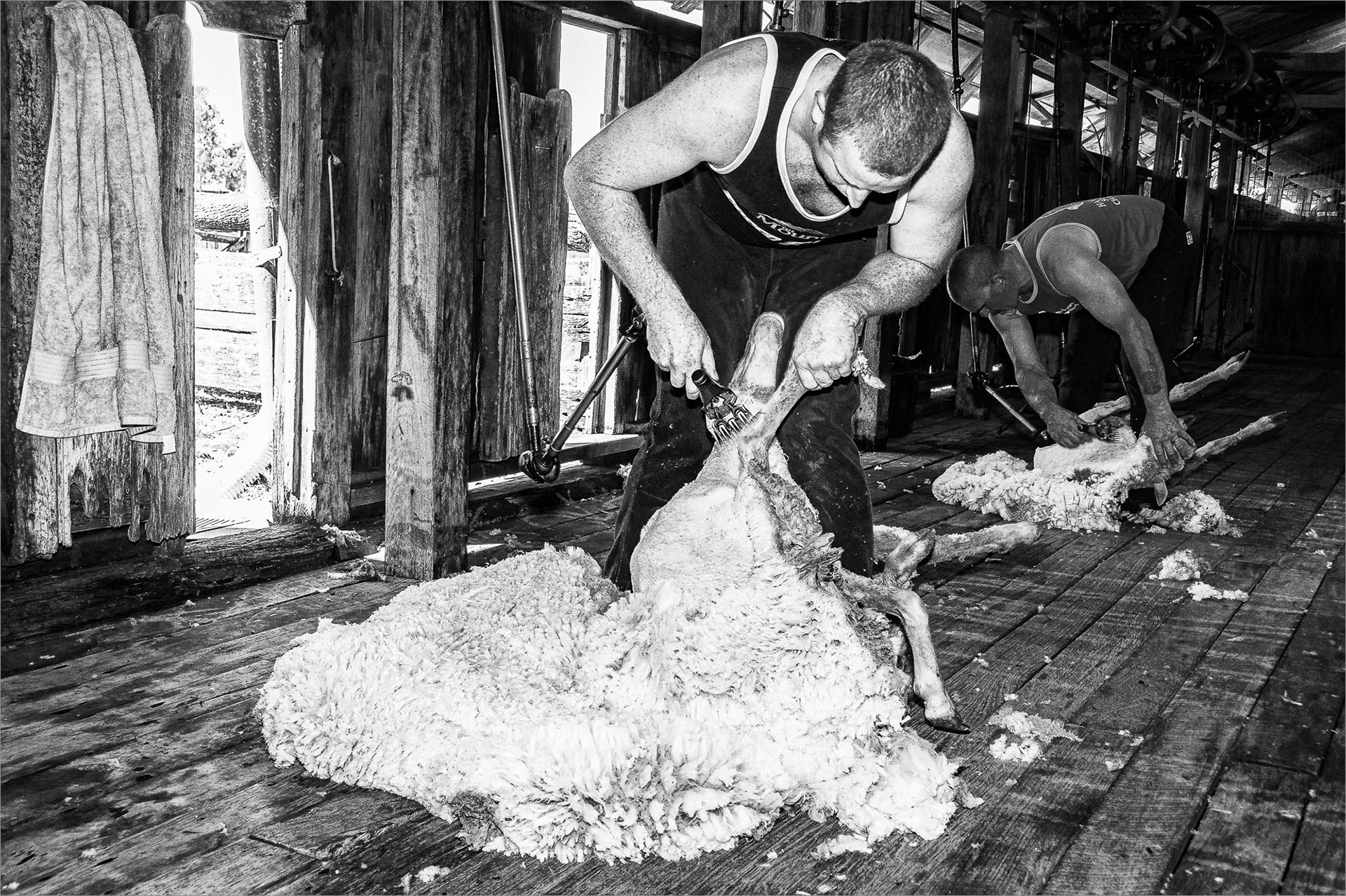 The Shearers