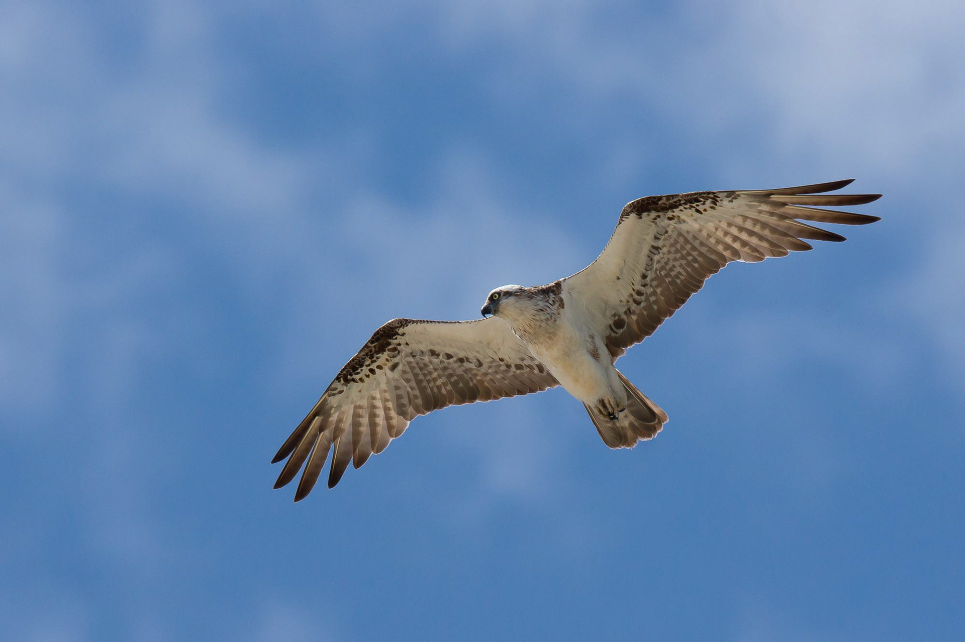 Eastern Osprey Hunting