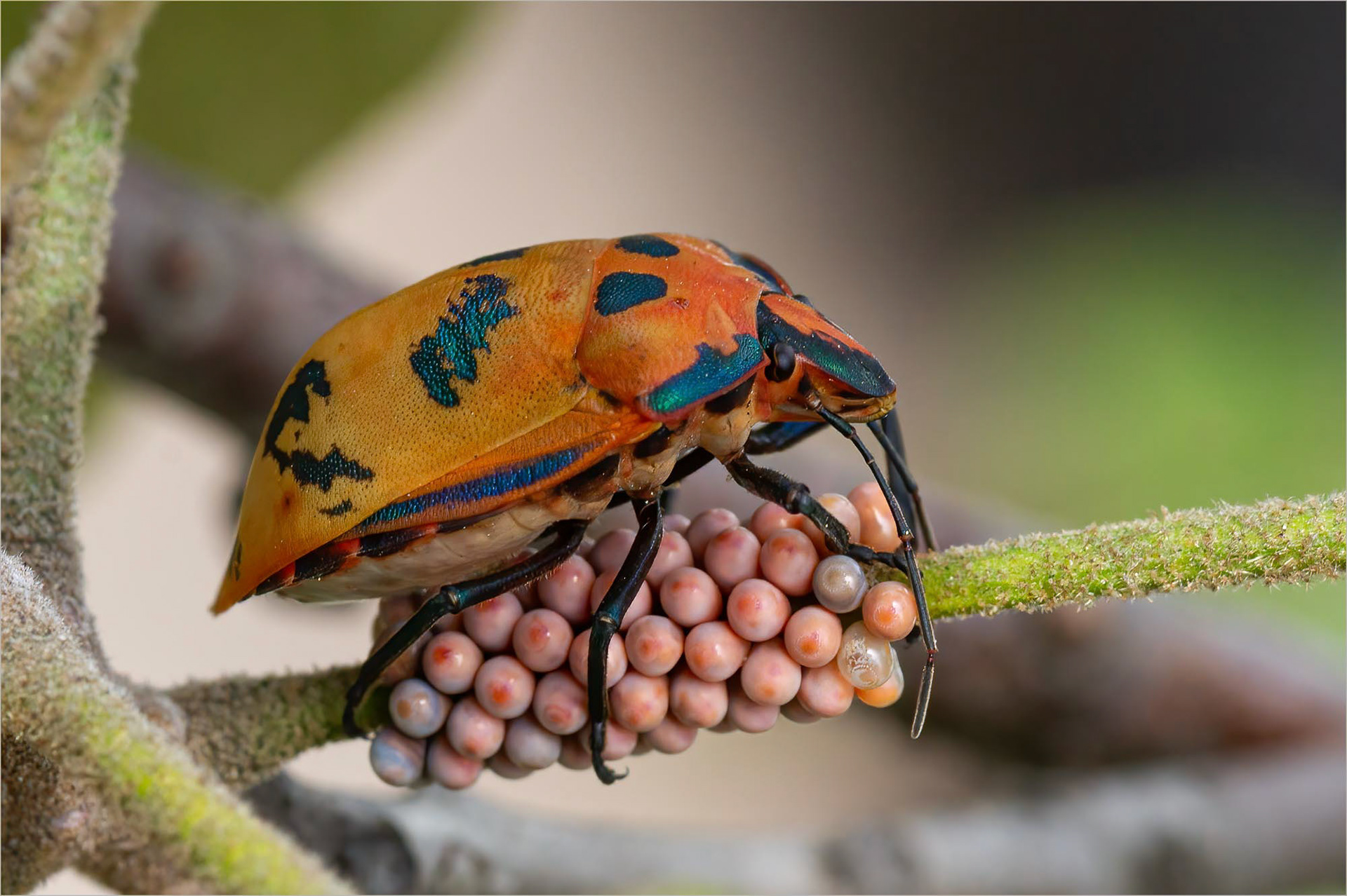 Harlequin guarding eggs 01