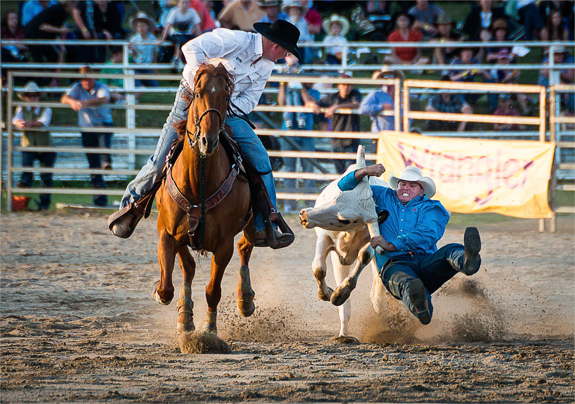 Steer Wrangling