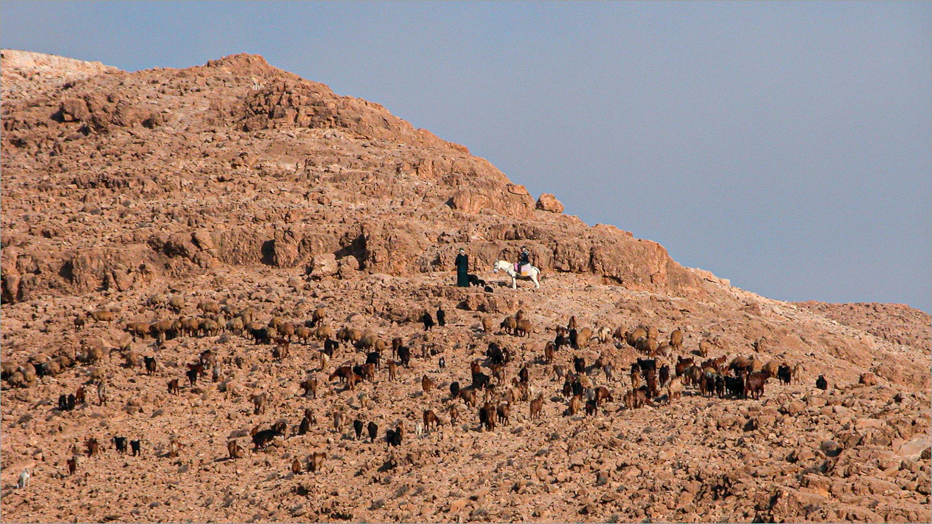 Bedouin shepherds and flock